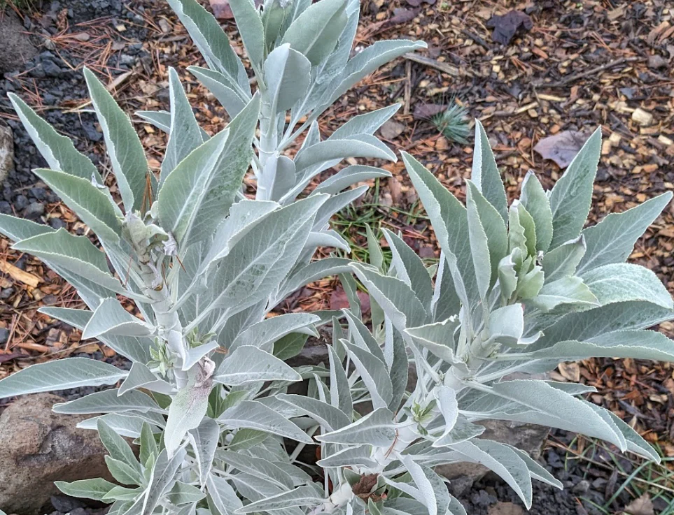 Salvia apiana - Image 2