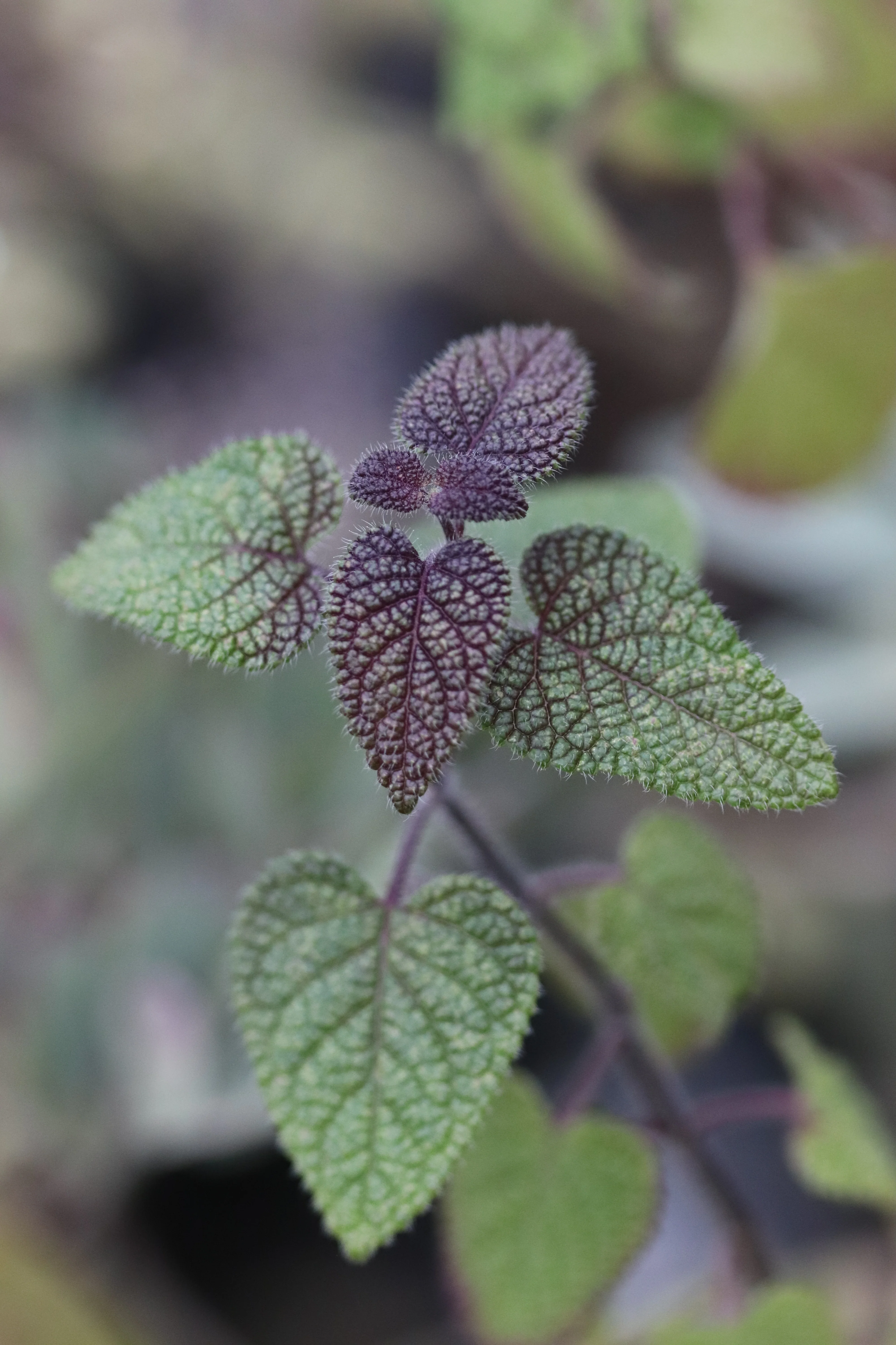Salvia disjuncta - Image 2
