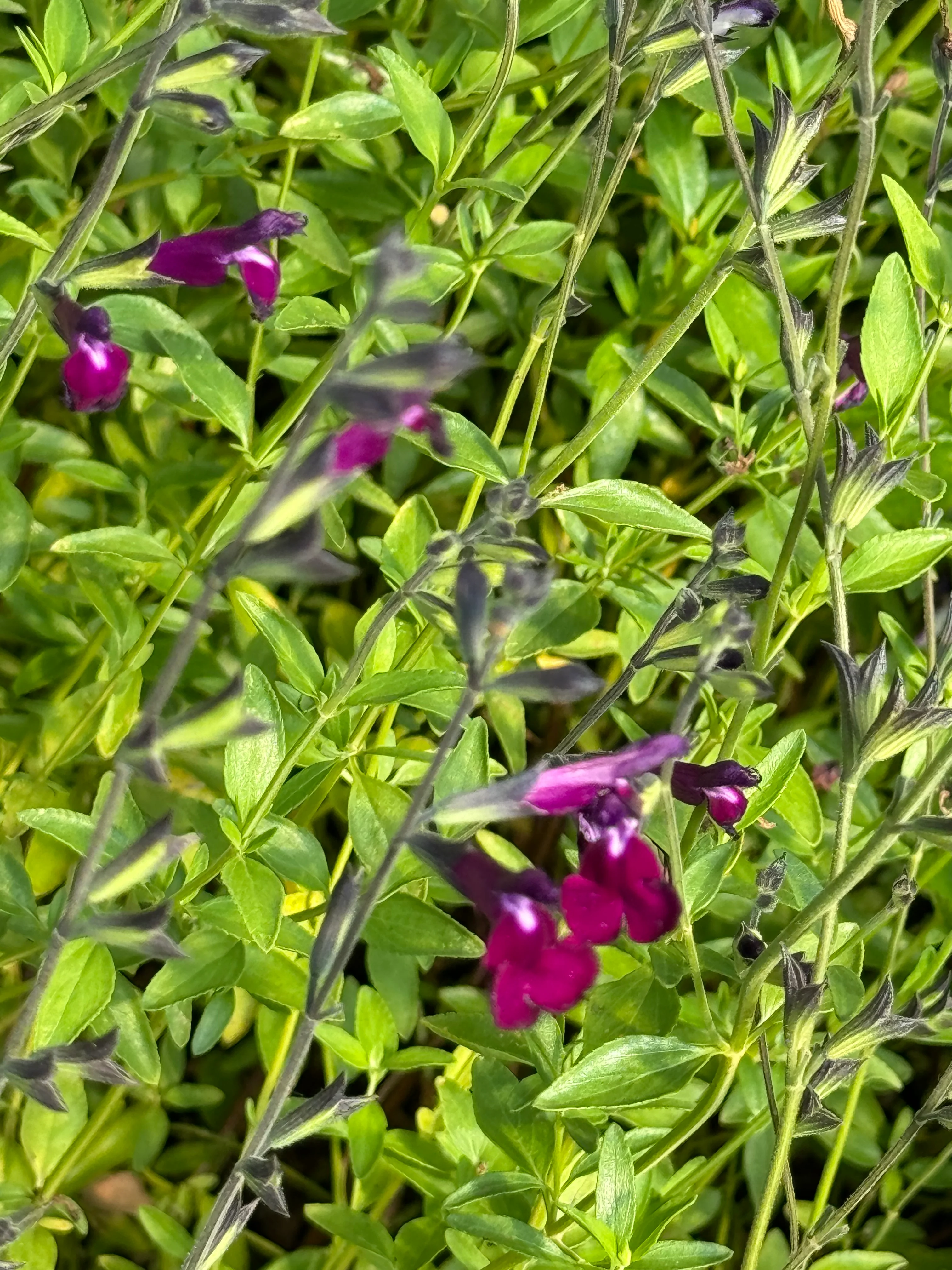 Salvia greggii 'Amethyst Lips' - Image 2
