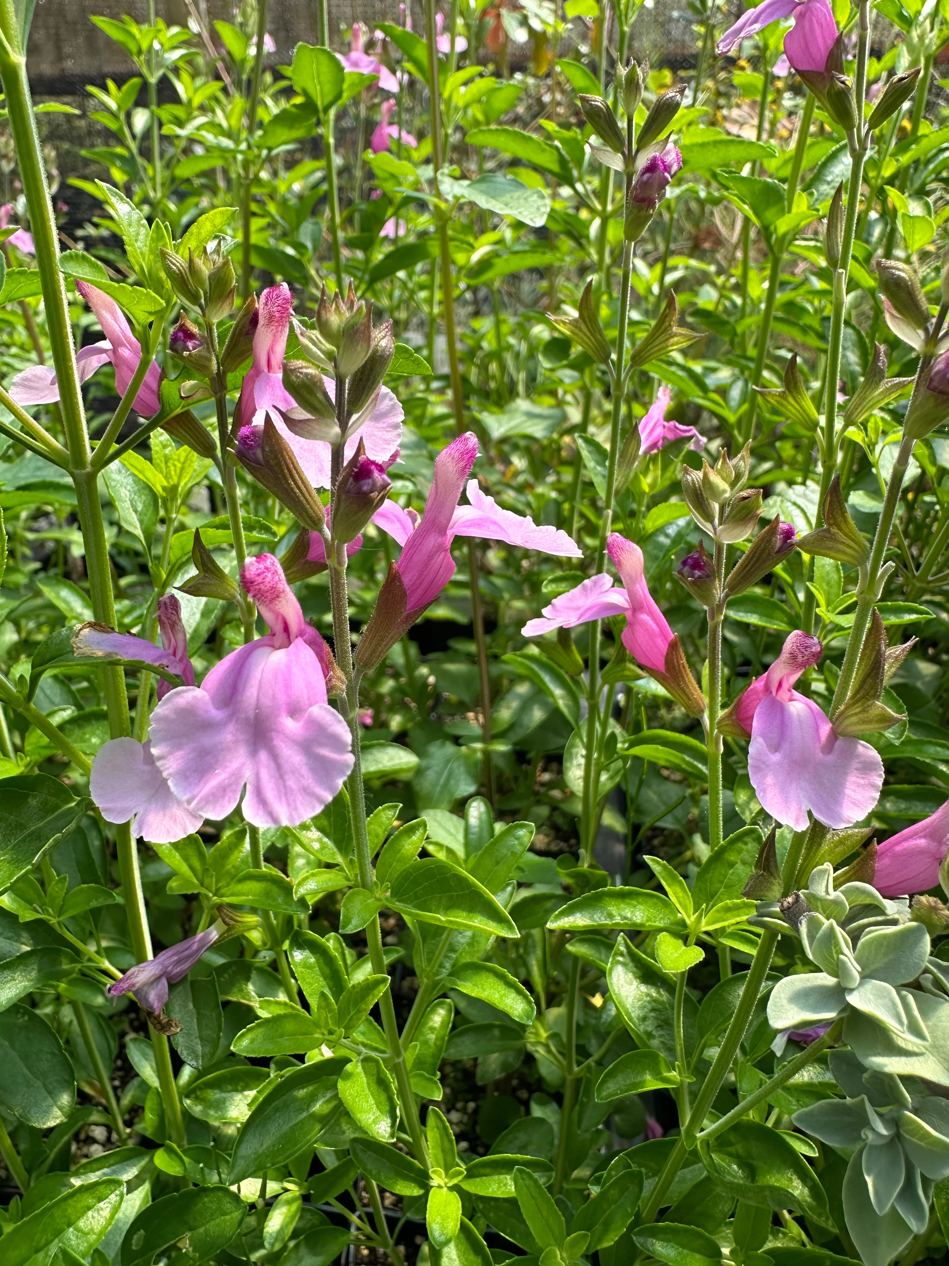 Salvia greggii 'Playa Rosa' - Image 2