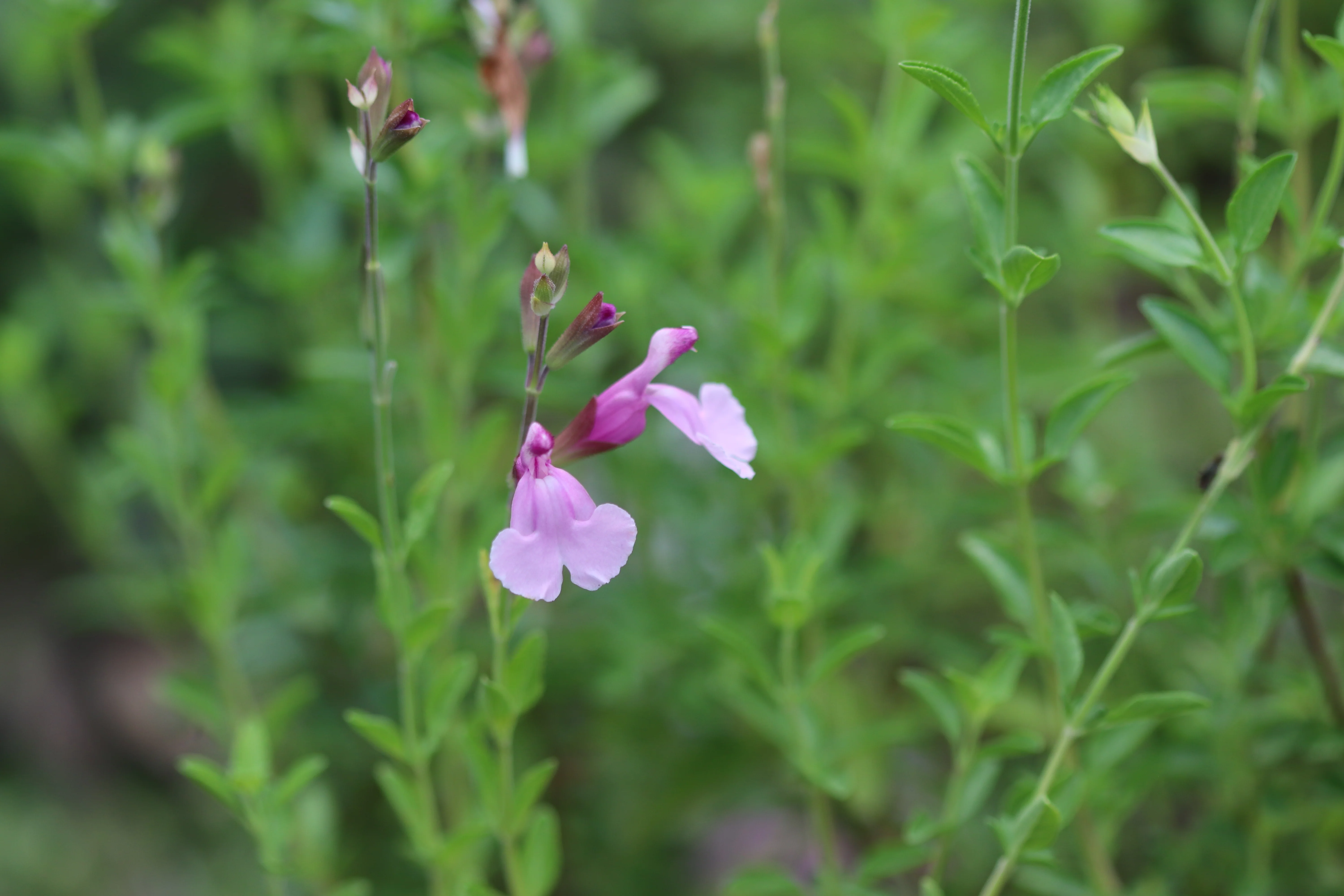 Salvia greggii 'Playa Rosa' - Image 3