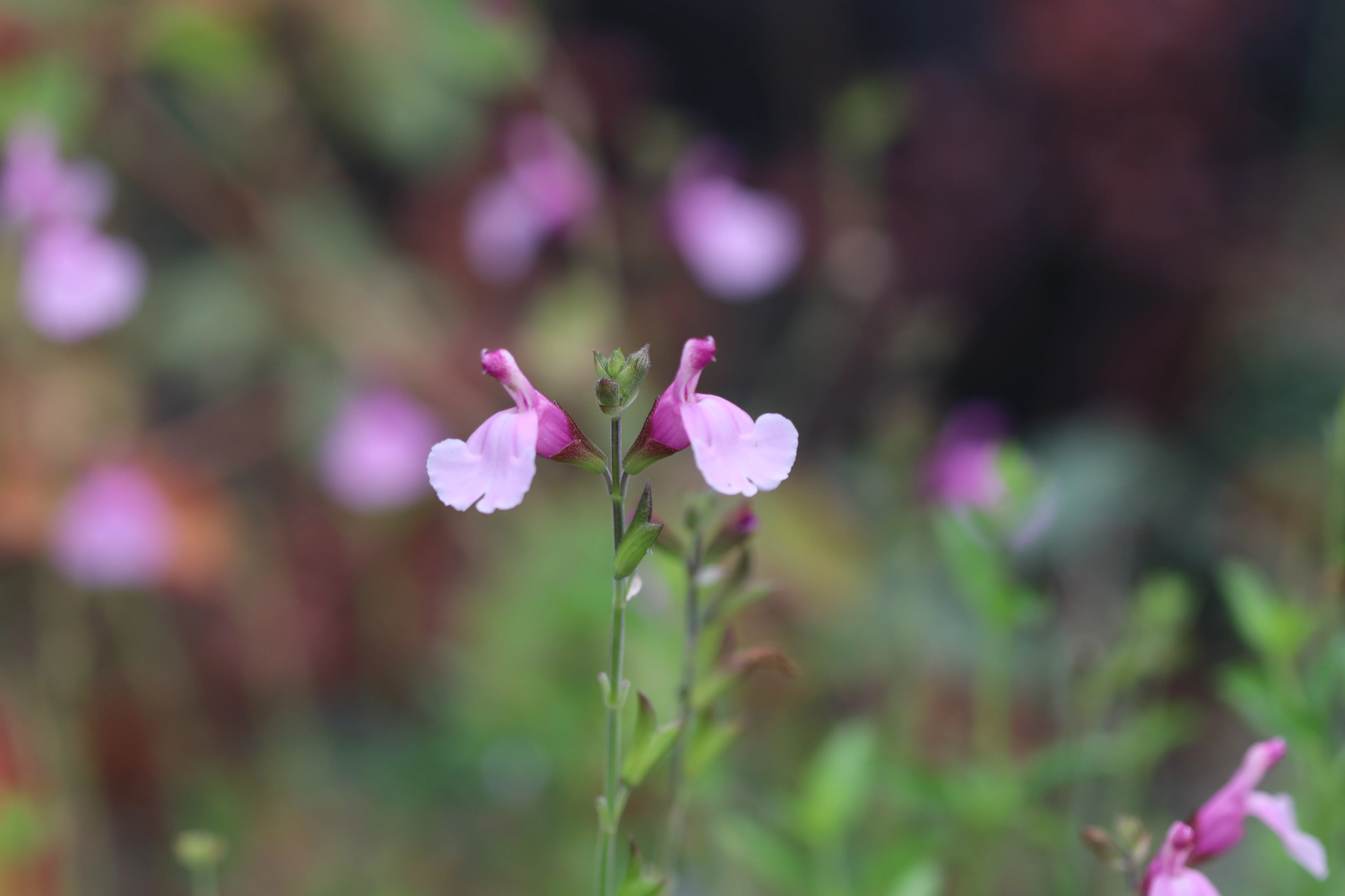Salvia greggii 'Playa Rosa' - Image 4