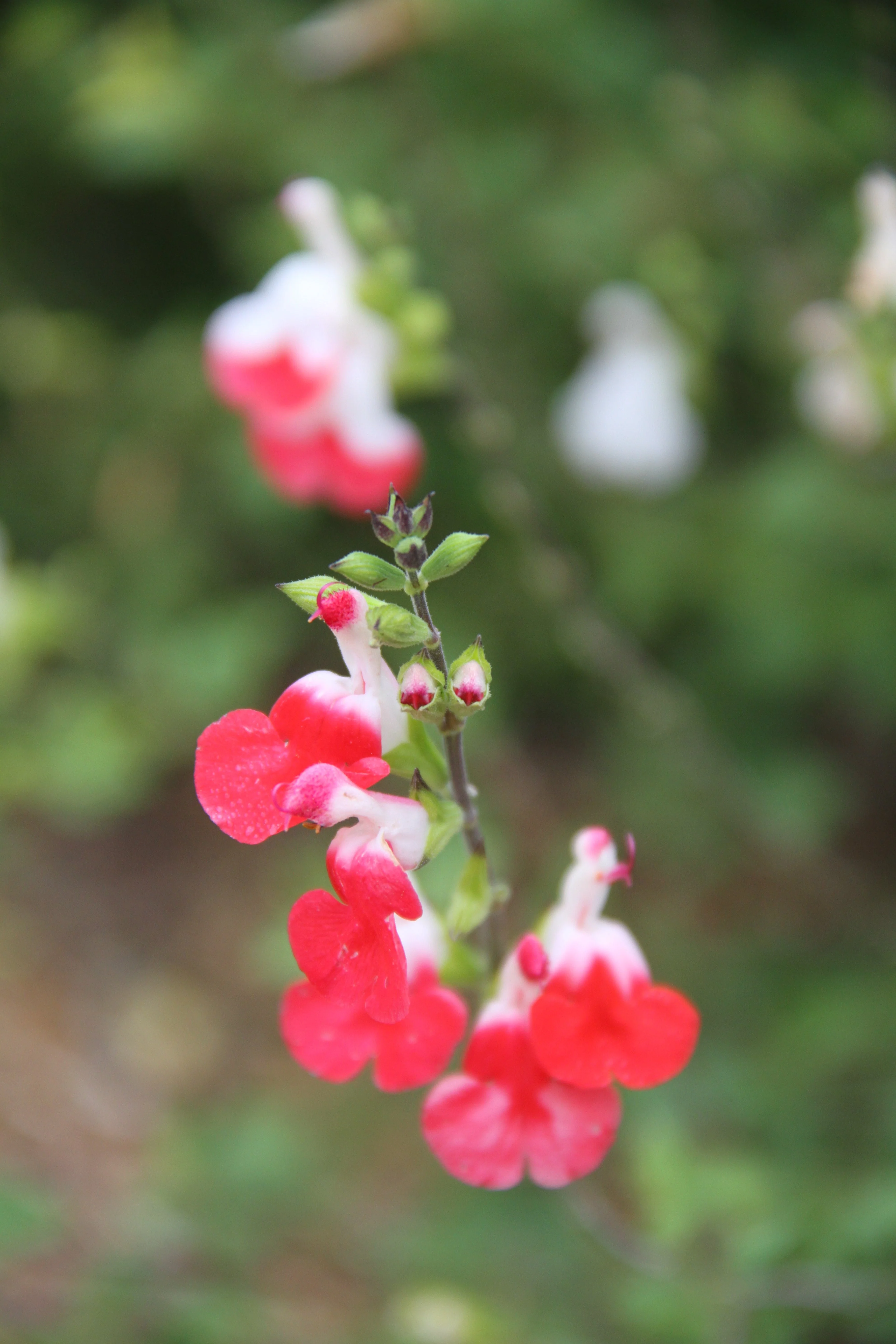 Salvia microphylla 'Hot Lips' - Image 2