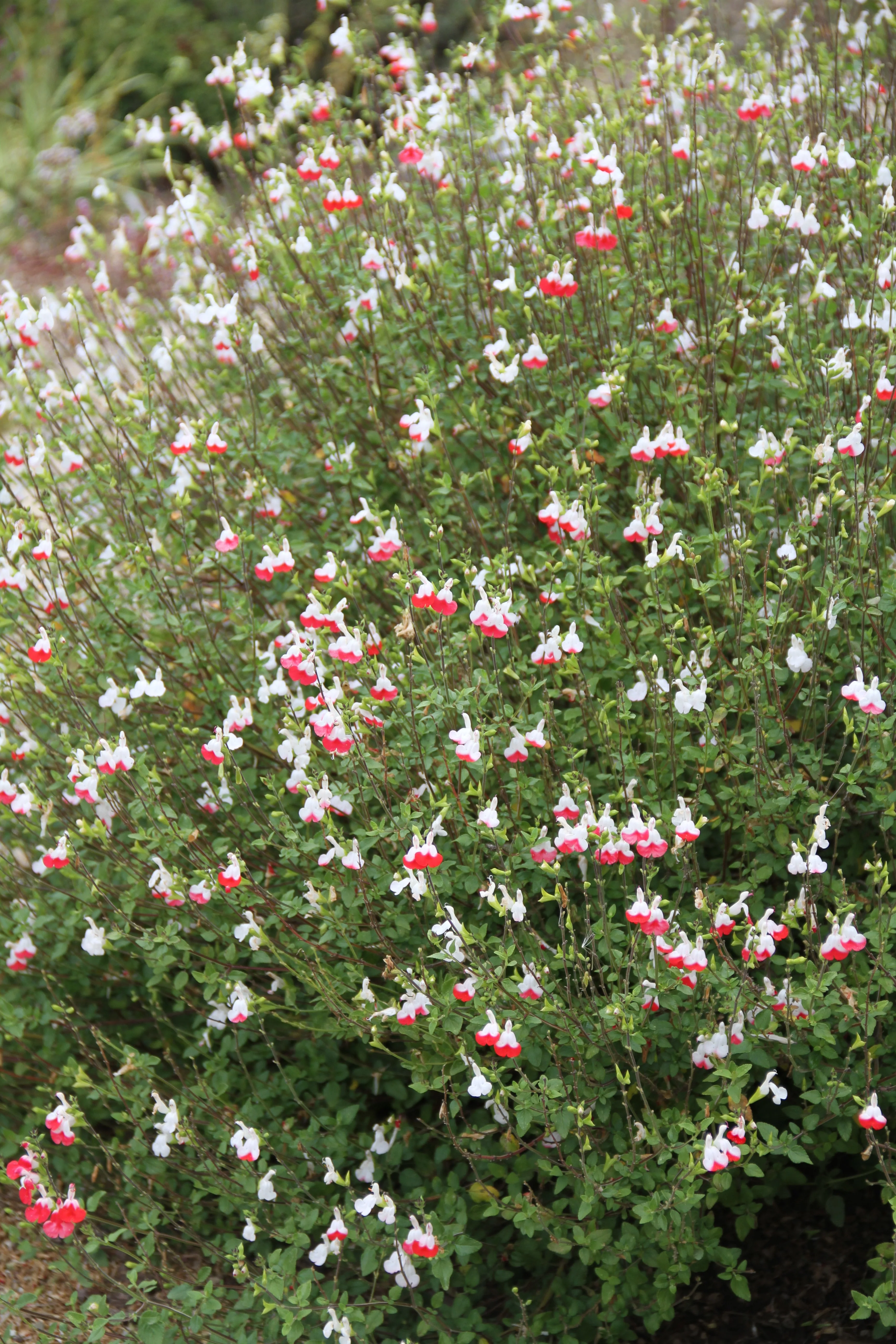 Salvia microphylla 'Hot Lips' - Image 3