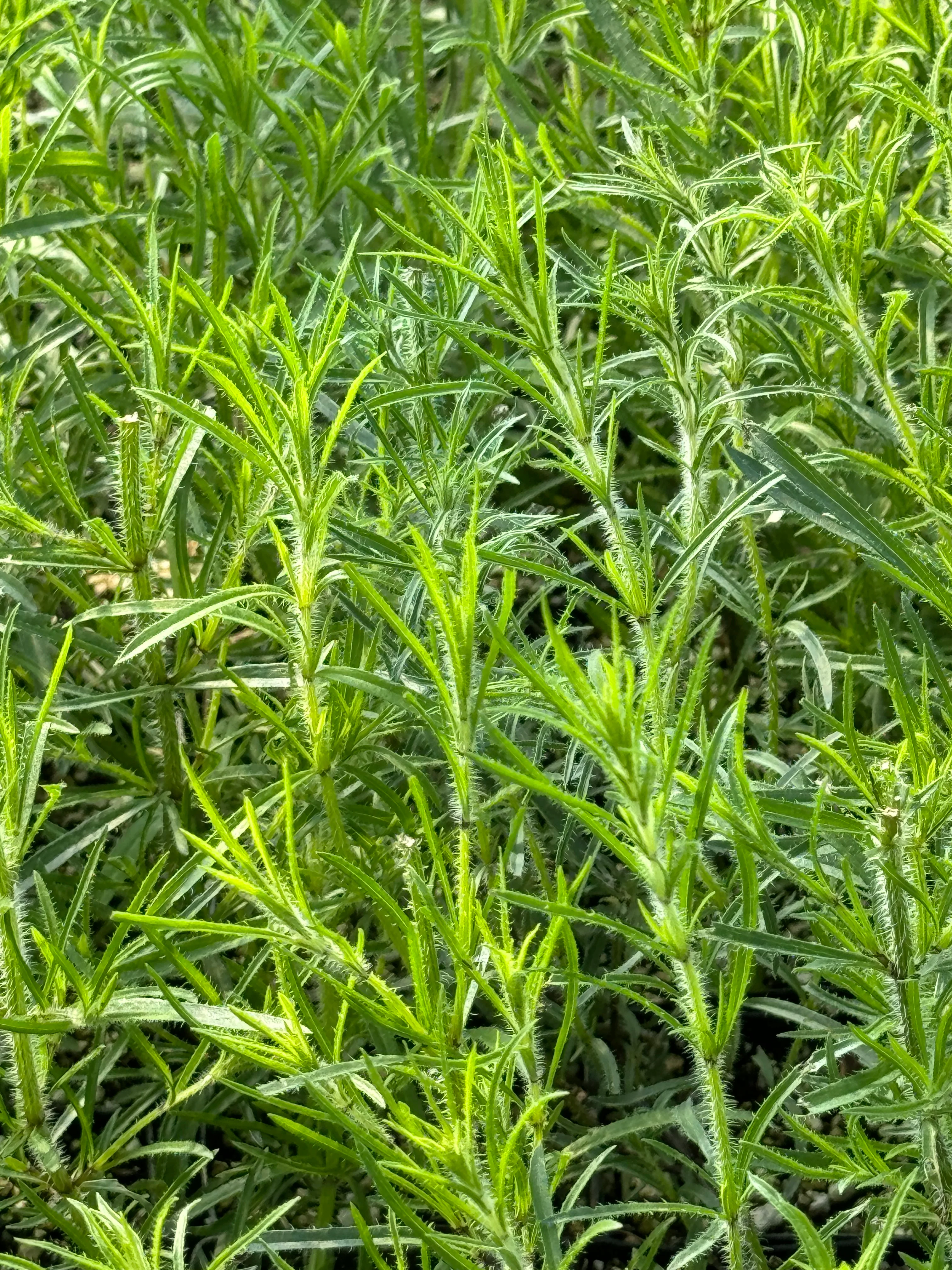 Salvia reptans - Image 2