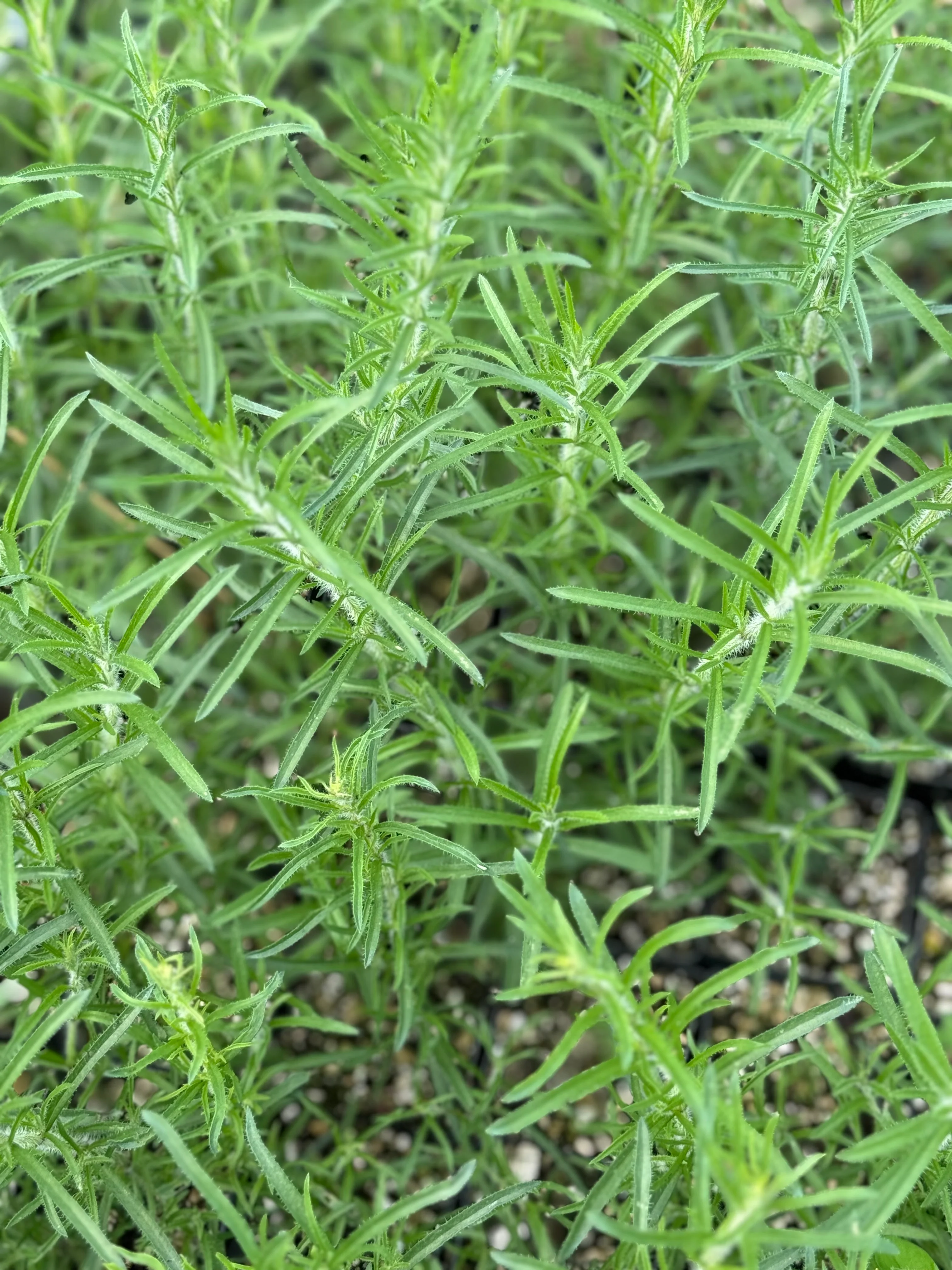 Salvia reptans - Image 3