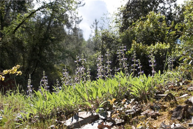 Salvia sonomensis 'Blue Canyon’ - Image 2