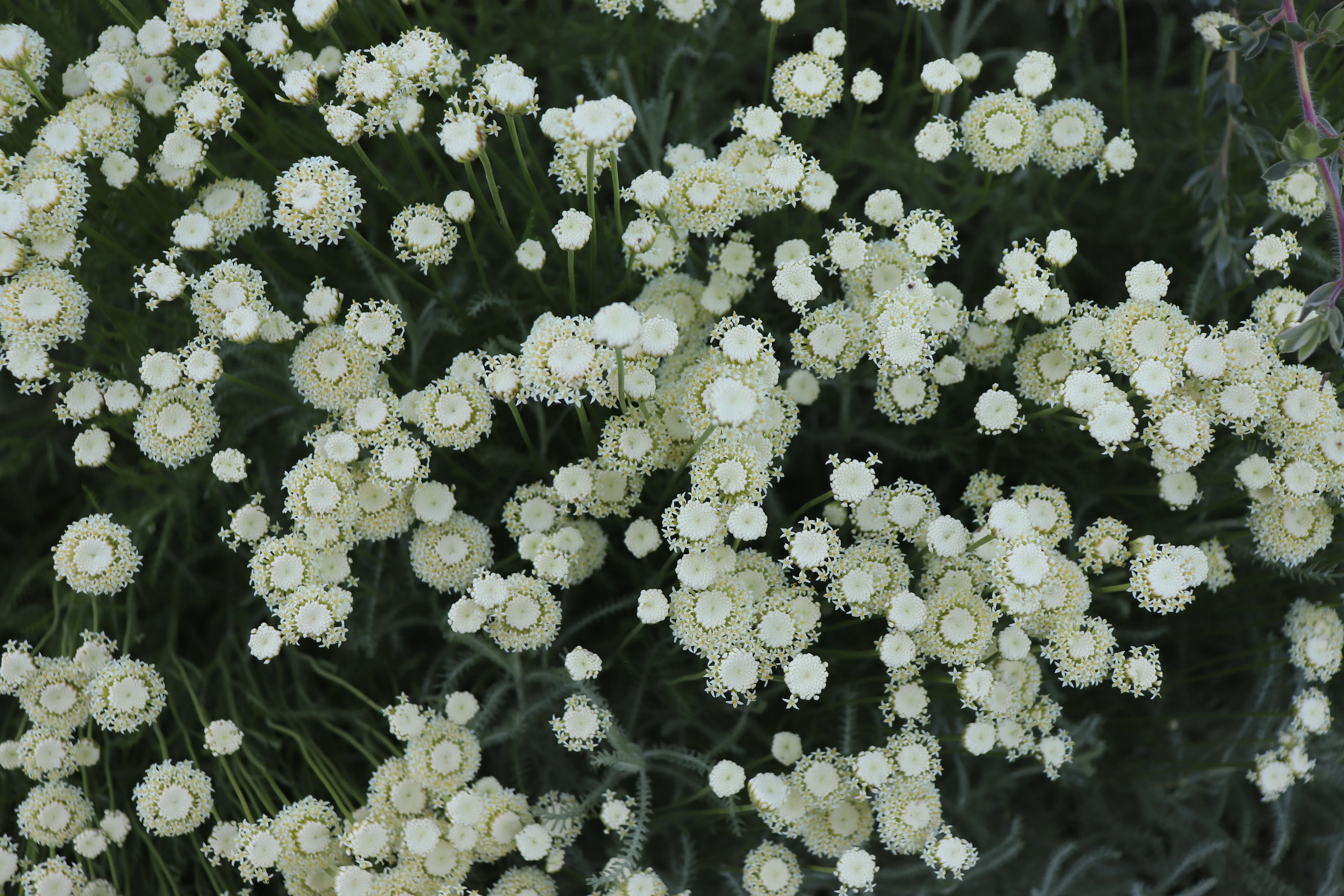*RETAIL - Santolina chamaecyparissus 'Lemon Queen' - Image 2