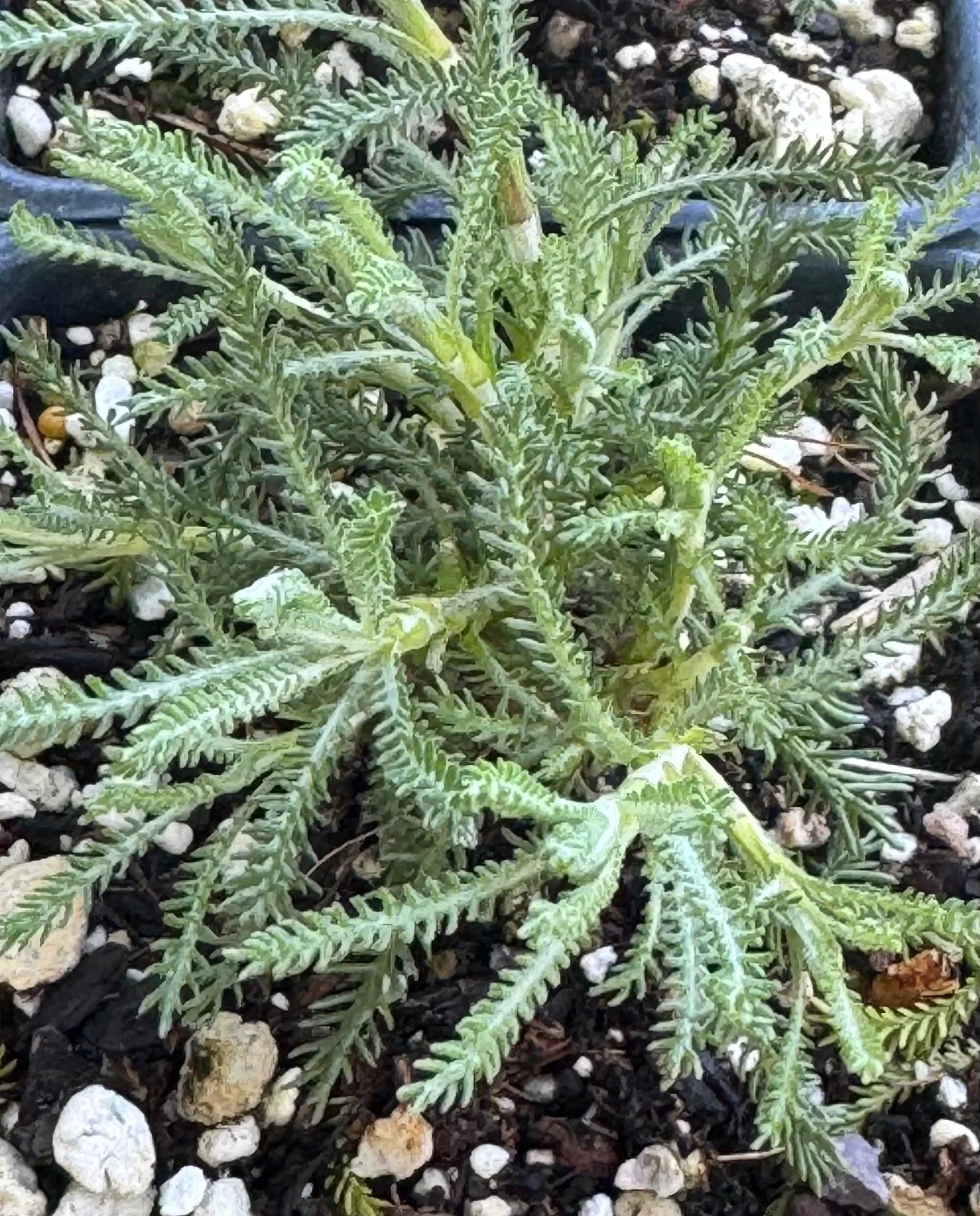 *RETAIL - Santolina chamaecyparissus 'Lemon Queen' - Image 3
