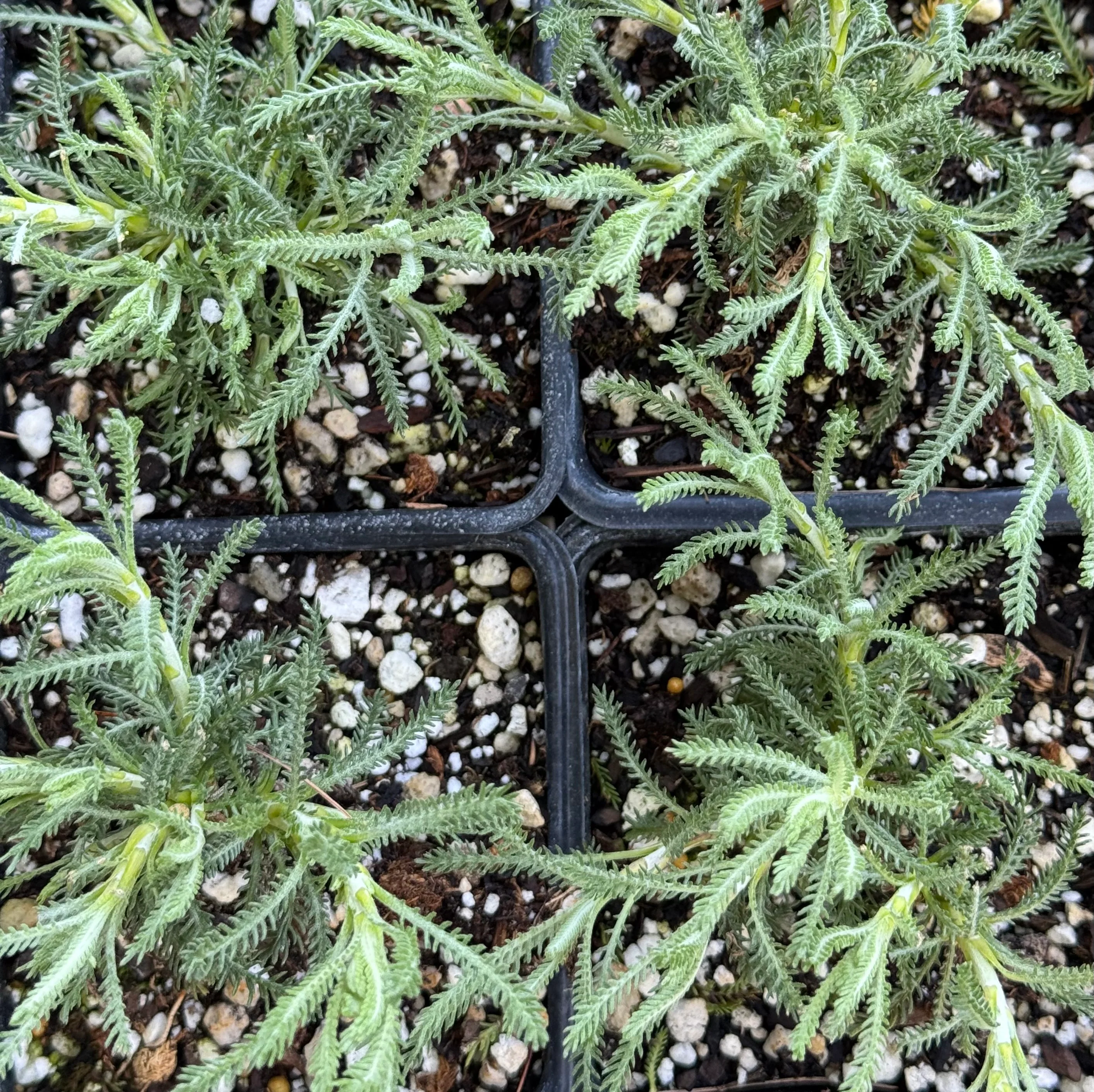 *RETAIL - Santolina chamaecyparissus 'Lemon Queen' - Image 4