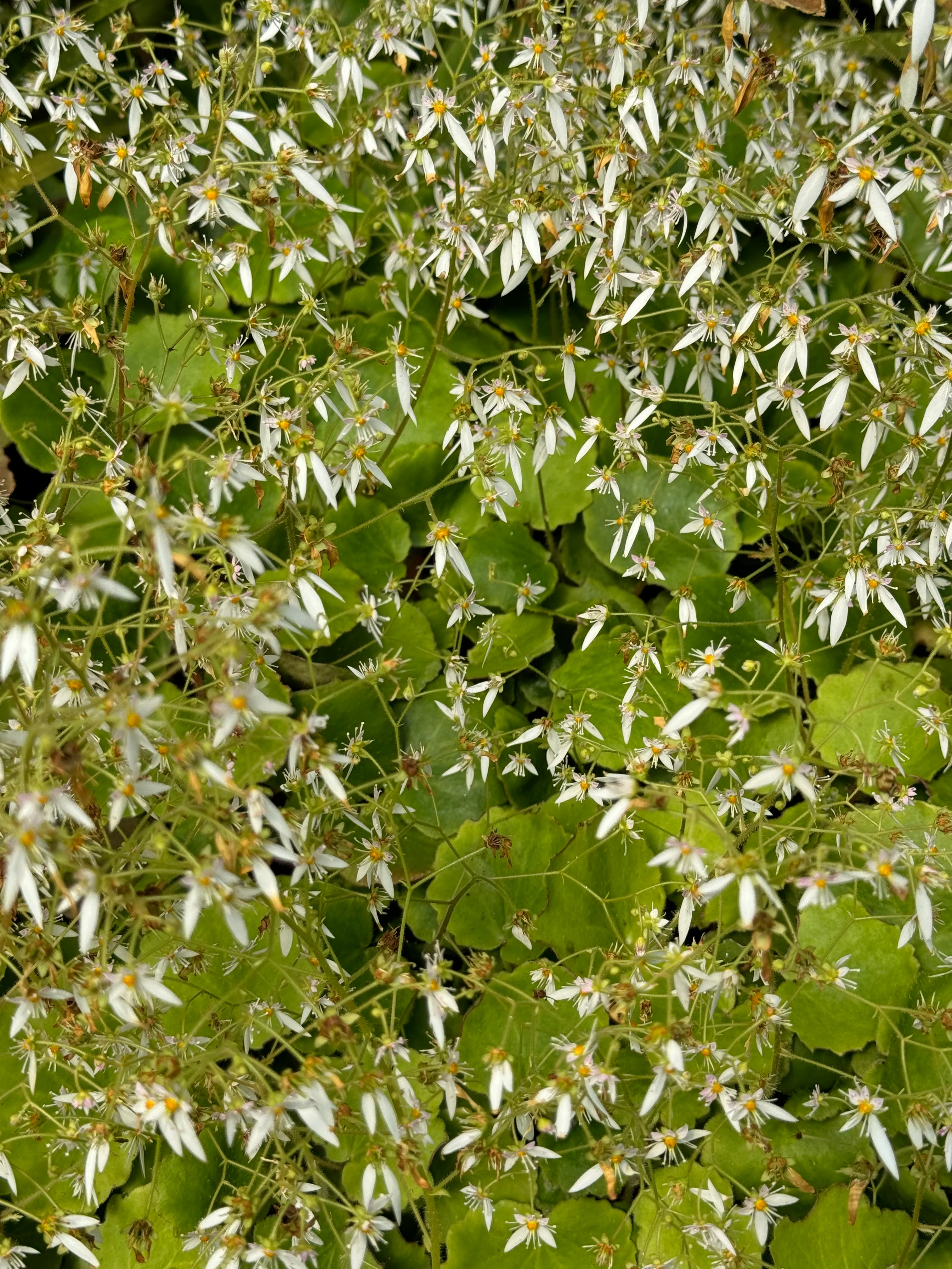 Saxifraga veitchiana - Image 3