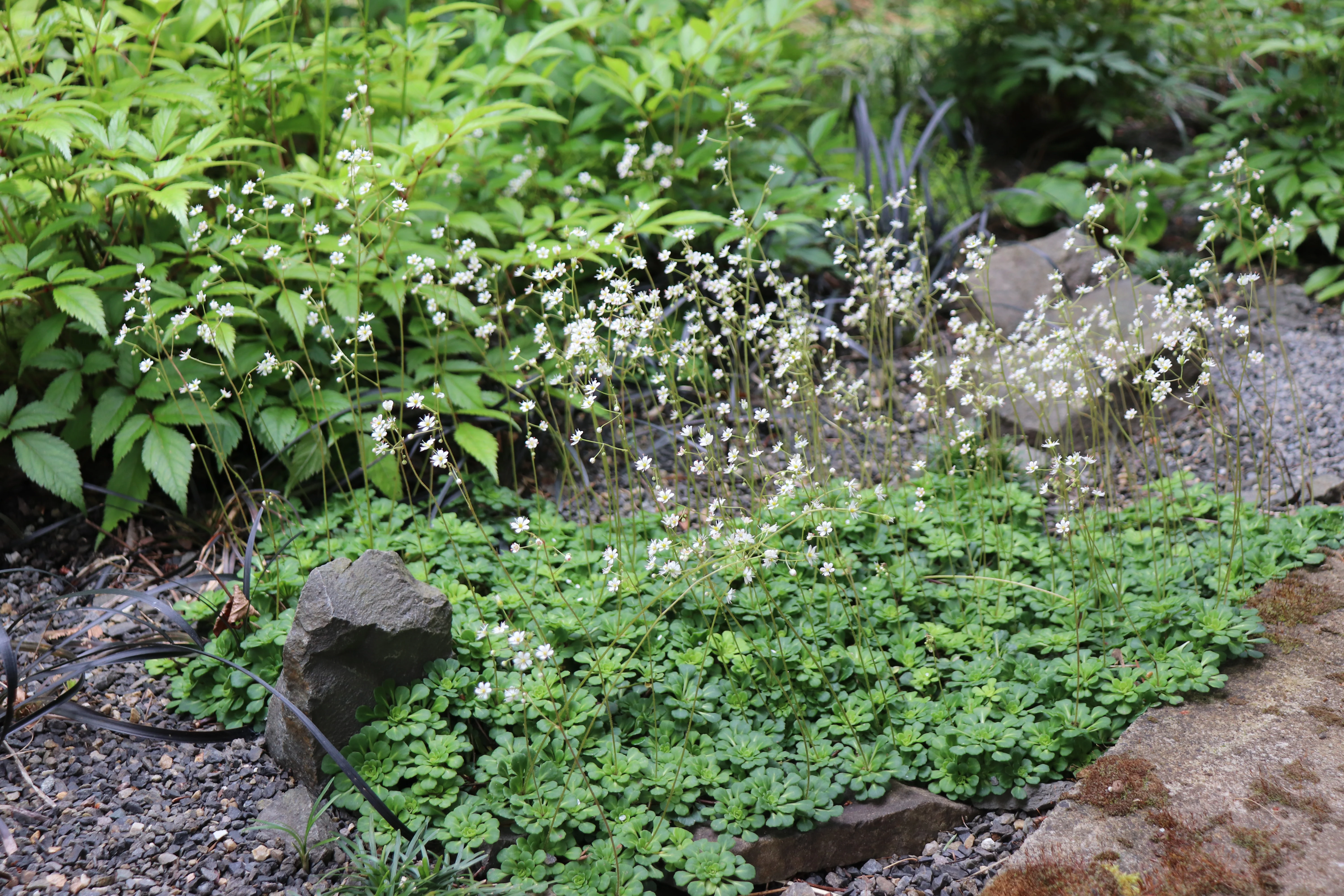 Saxifraga x 'Primuloides' - Image 2