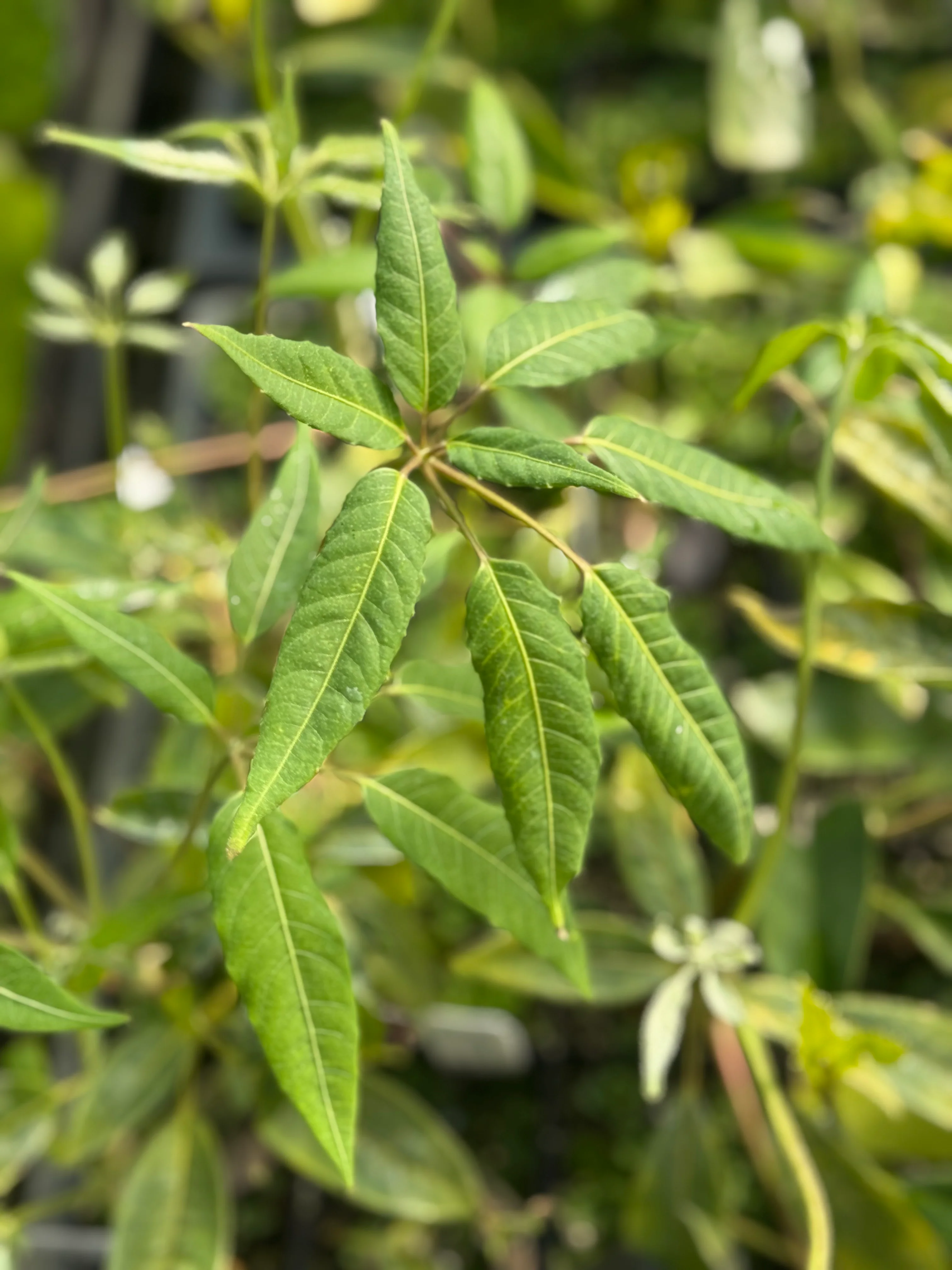 Schefflera brevipedicellata
