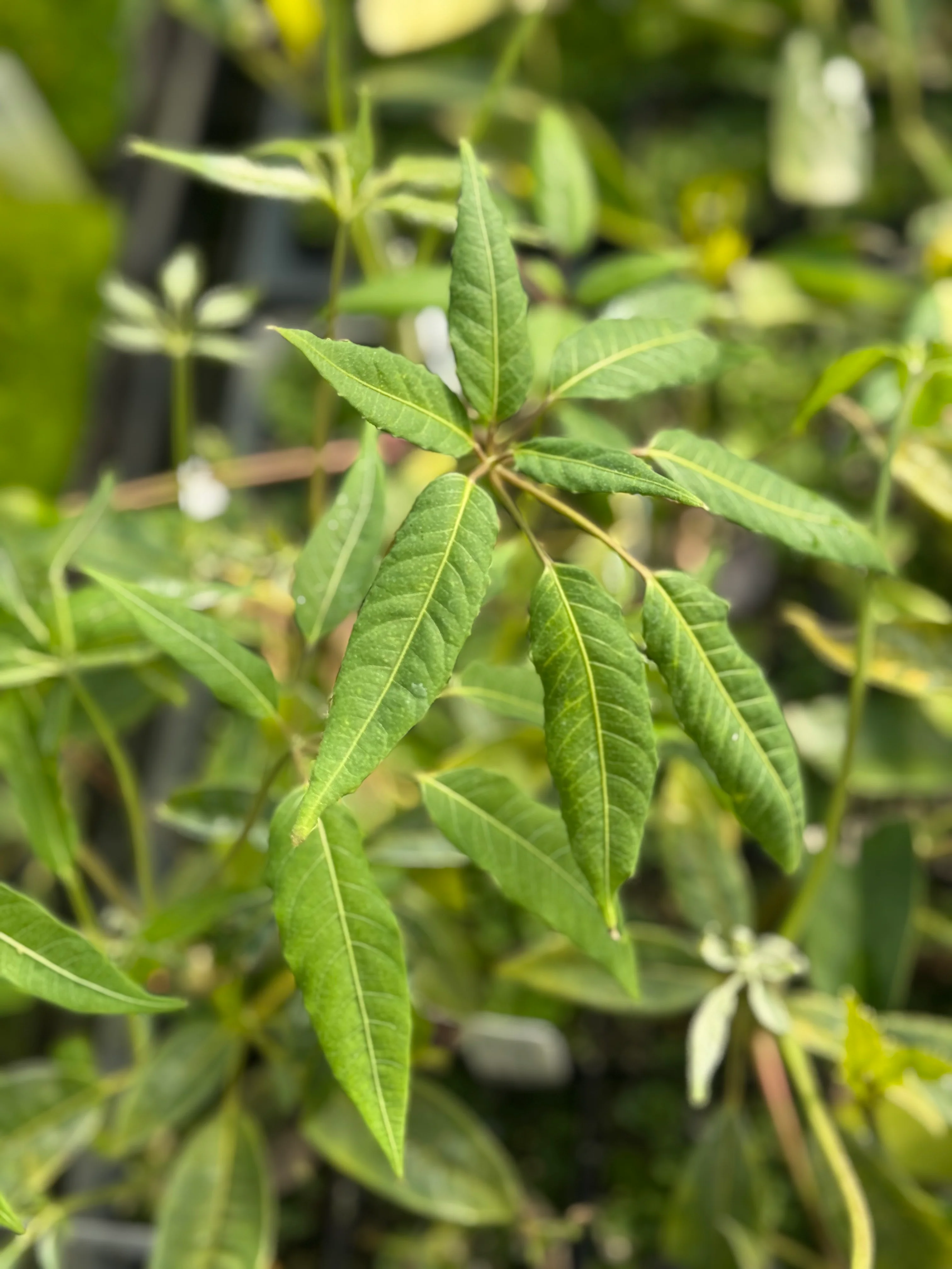 Schefflera brevipedicellata - Image 2