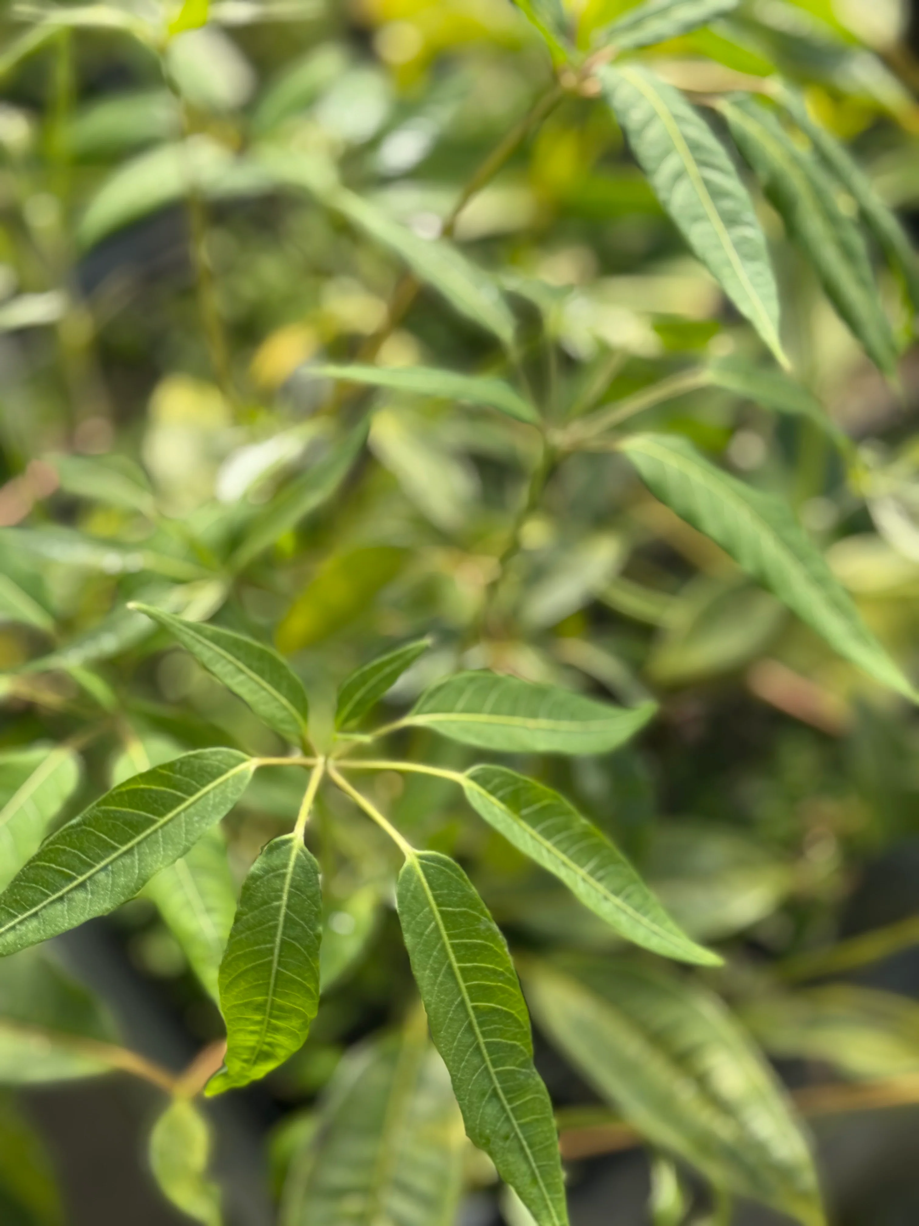 Schefflera brevipedicellata - Image 3
