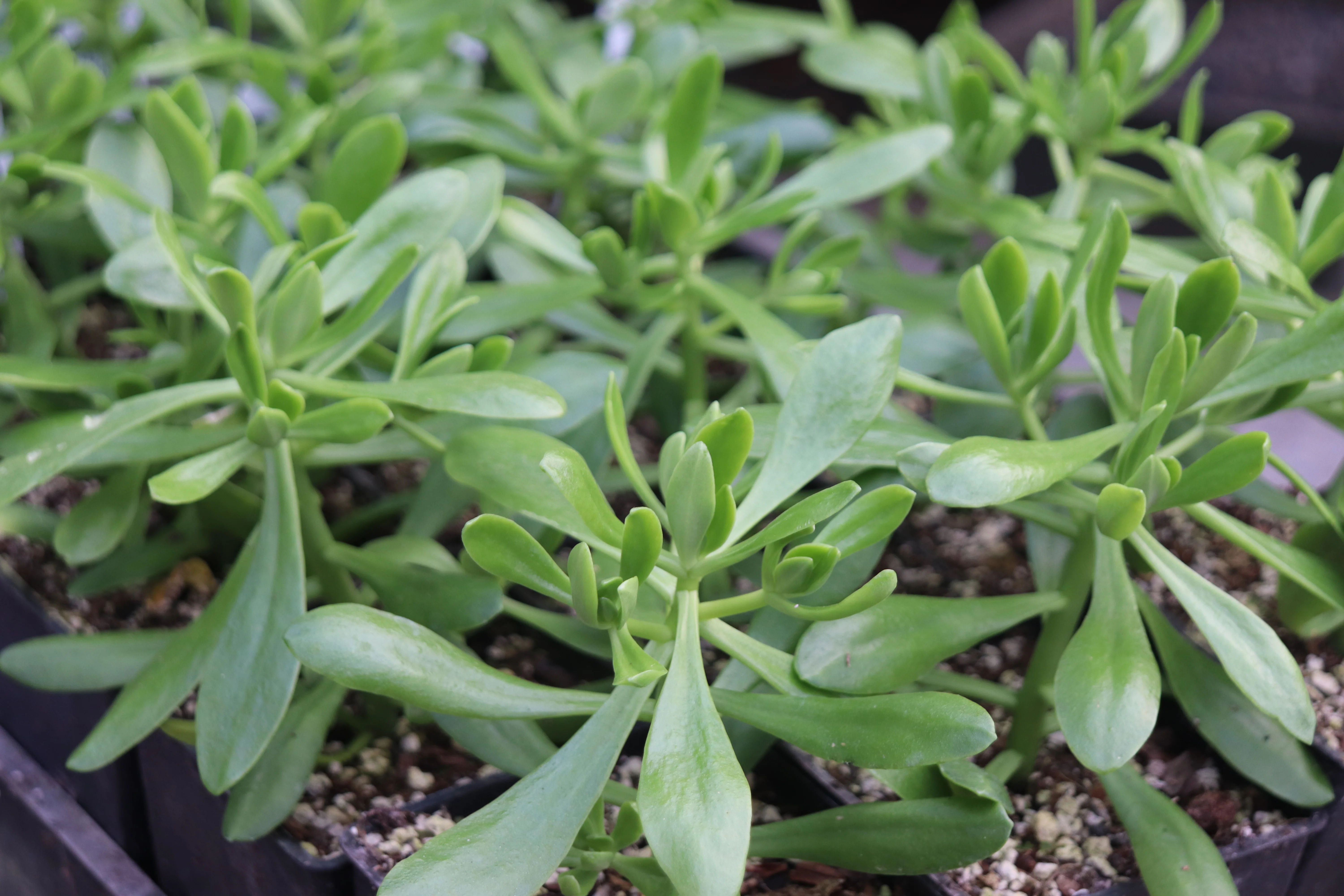 Sedum dendroideum - Image 3