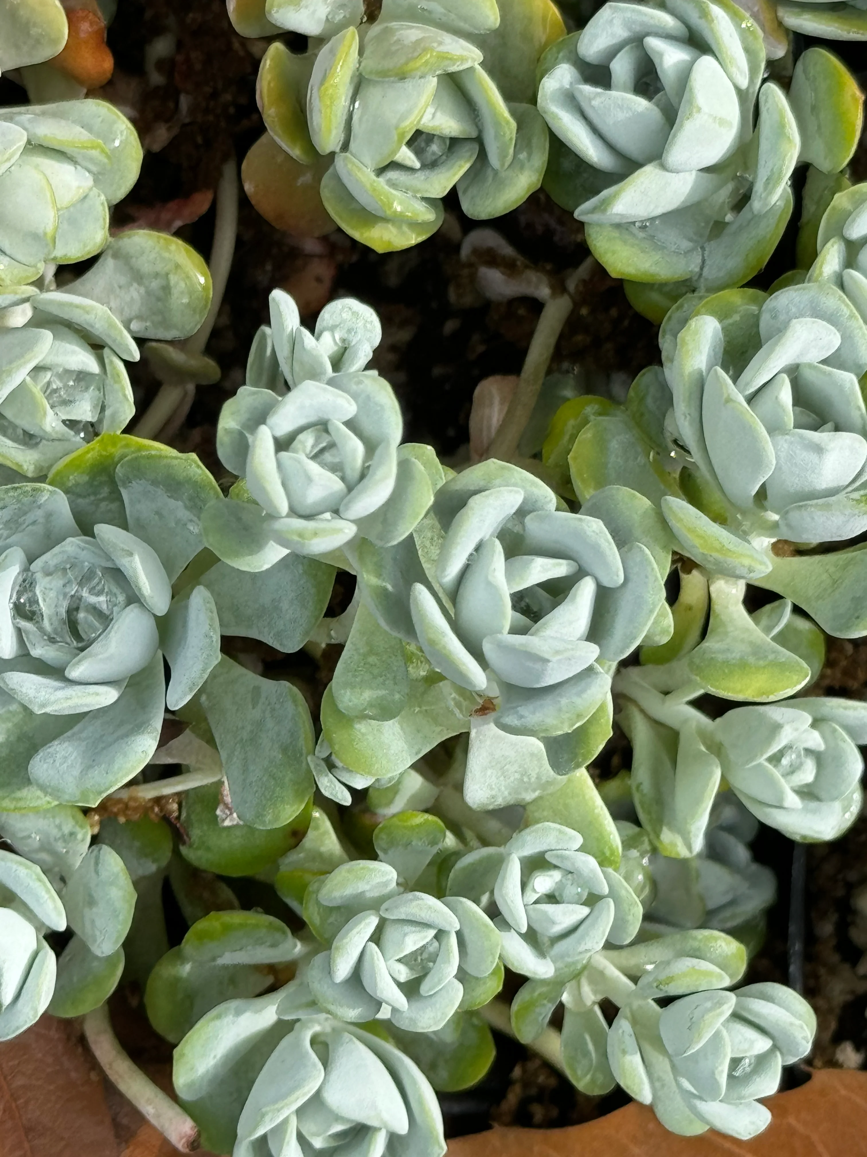 *RETAIL - Sedum obtusatum 'Blue Bear' - Image 2