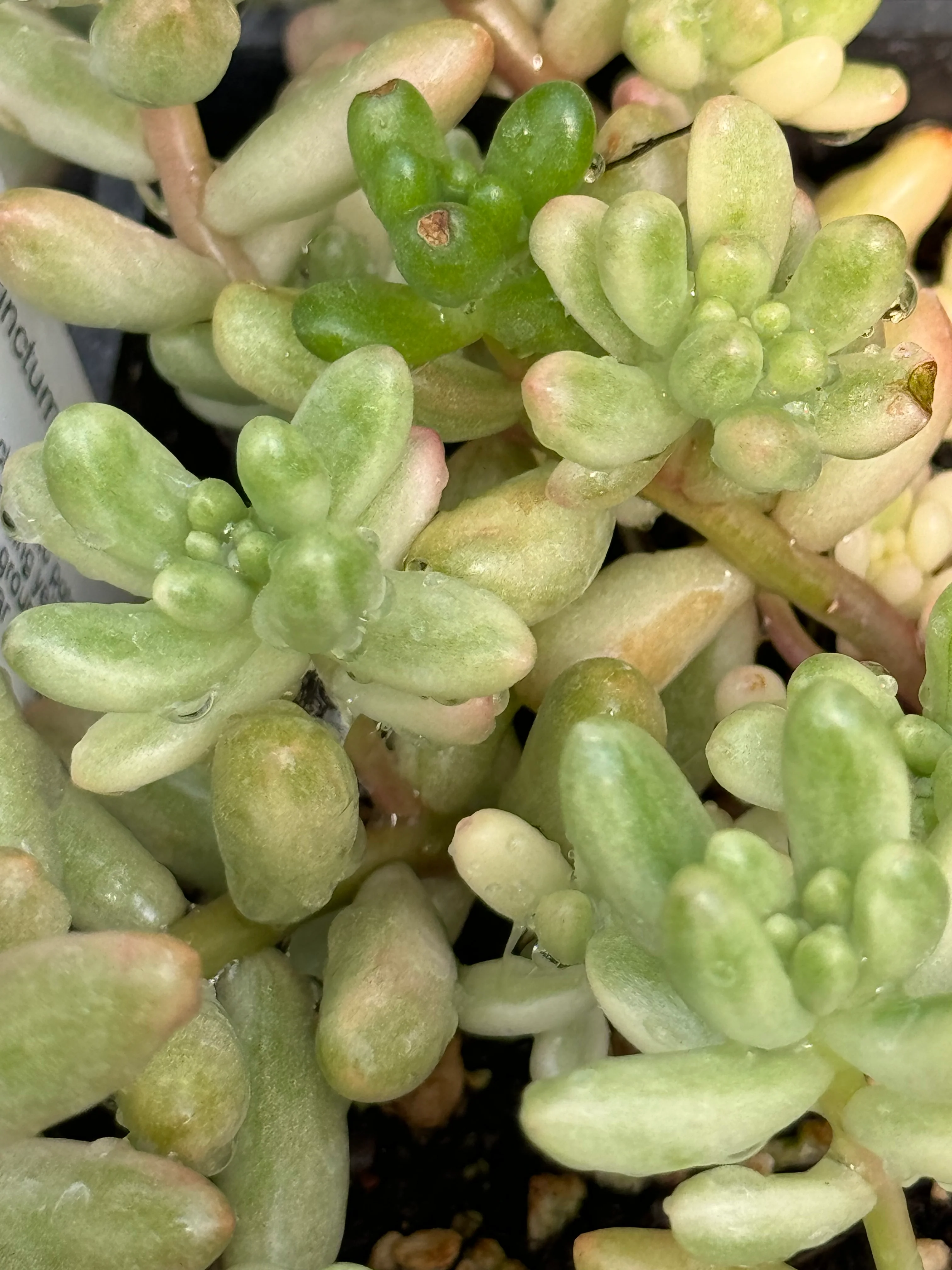 Sedum rubrotinctum 'Aurora' - Image 2