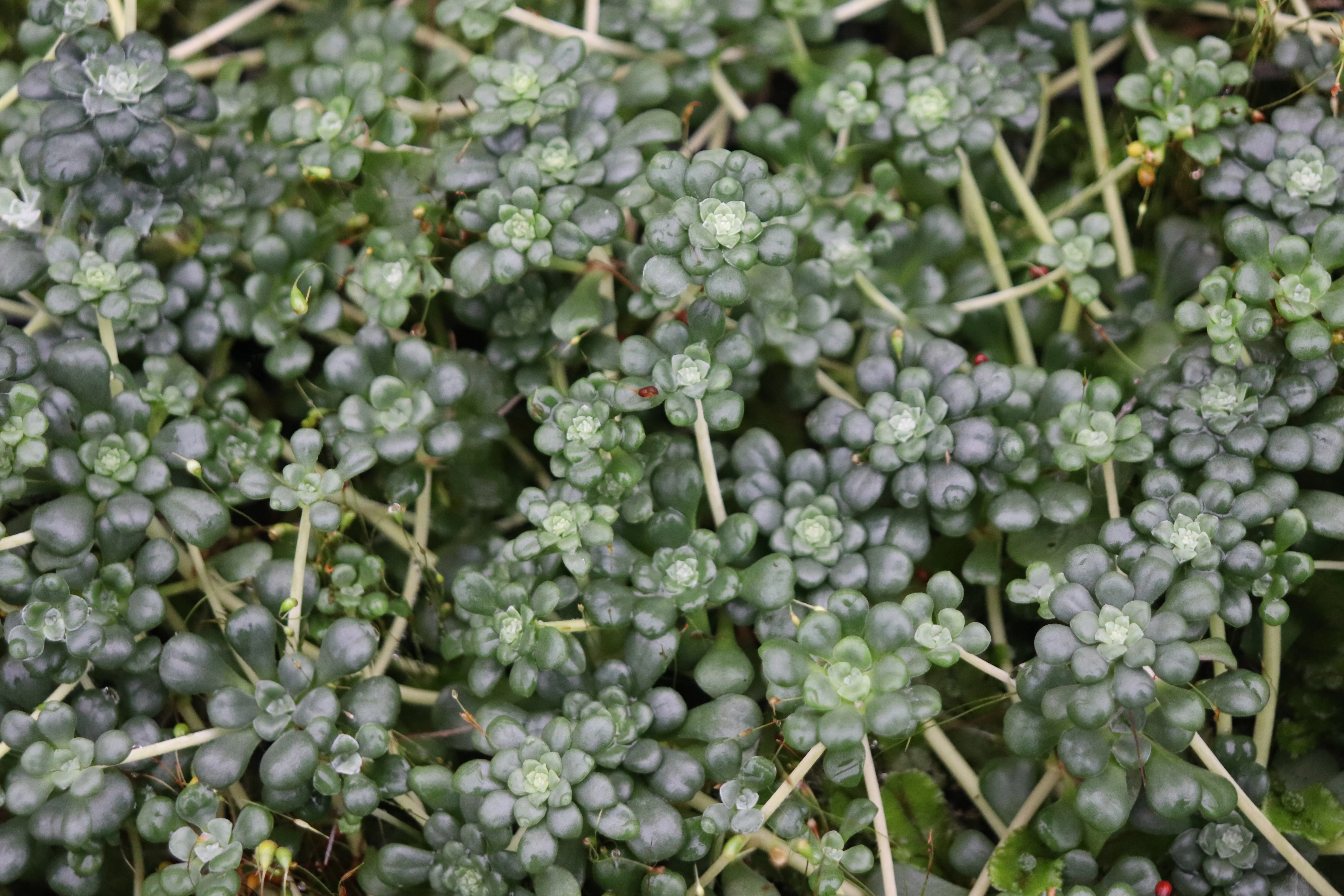 Sedum spathifolium 24.043b [red & grey] - Image 2