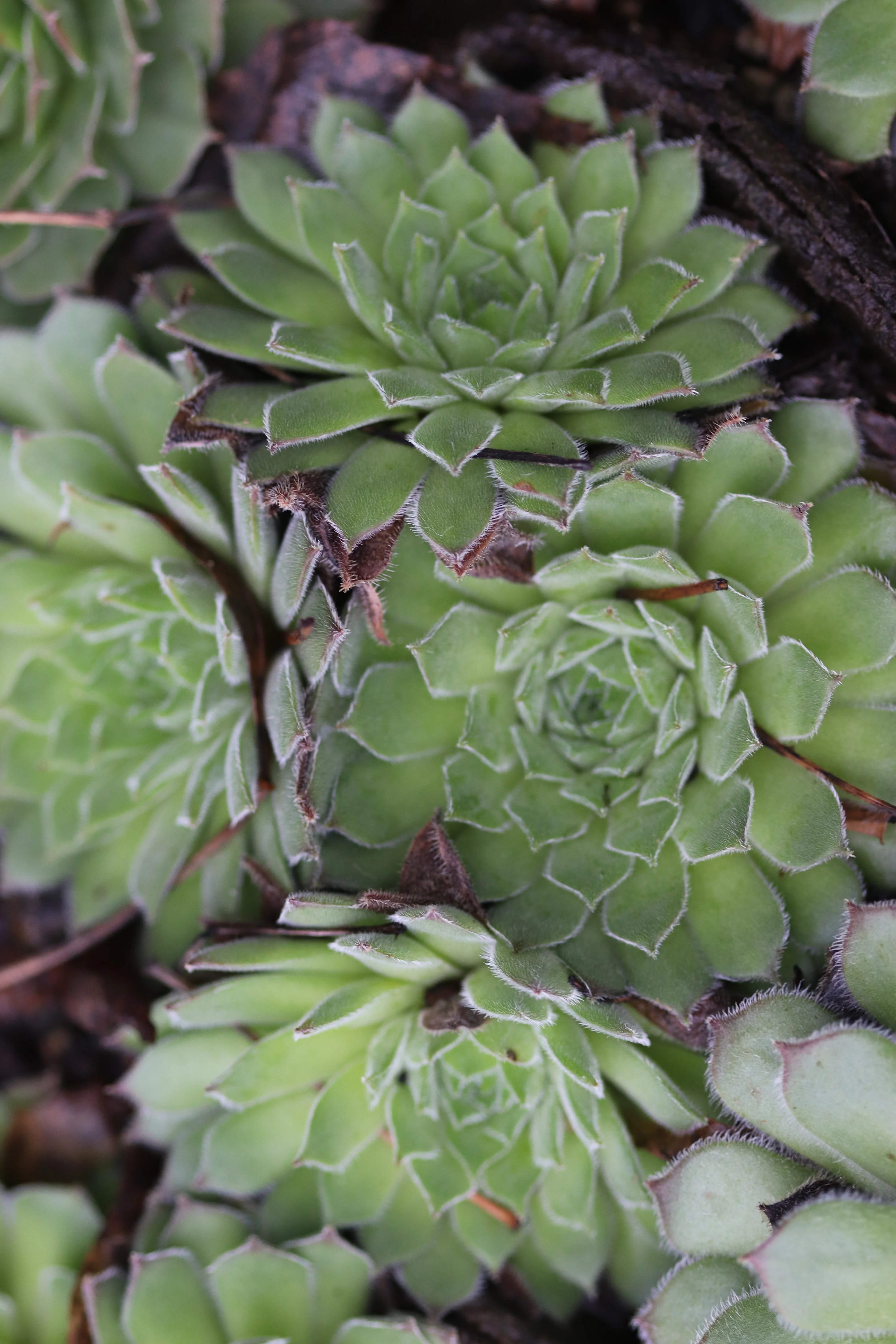 Sempervivum 'Apollonia' - Image 2