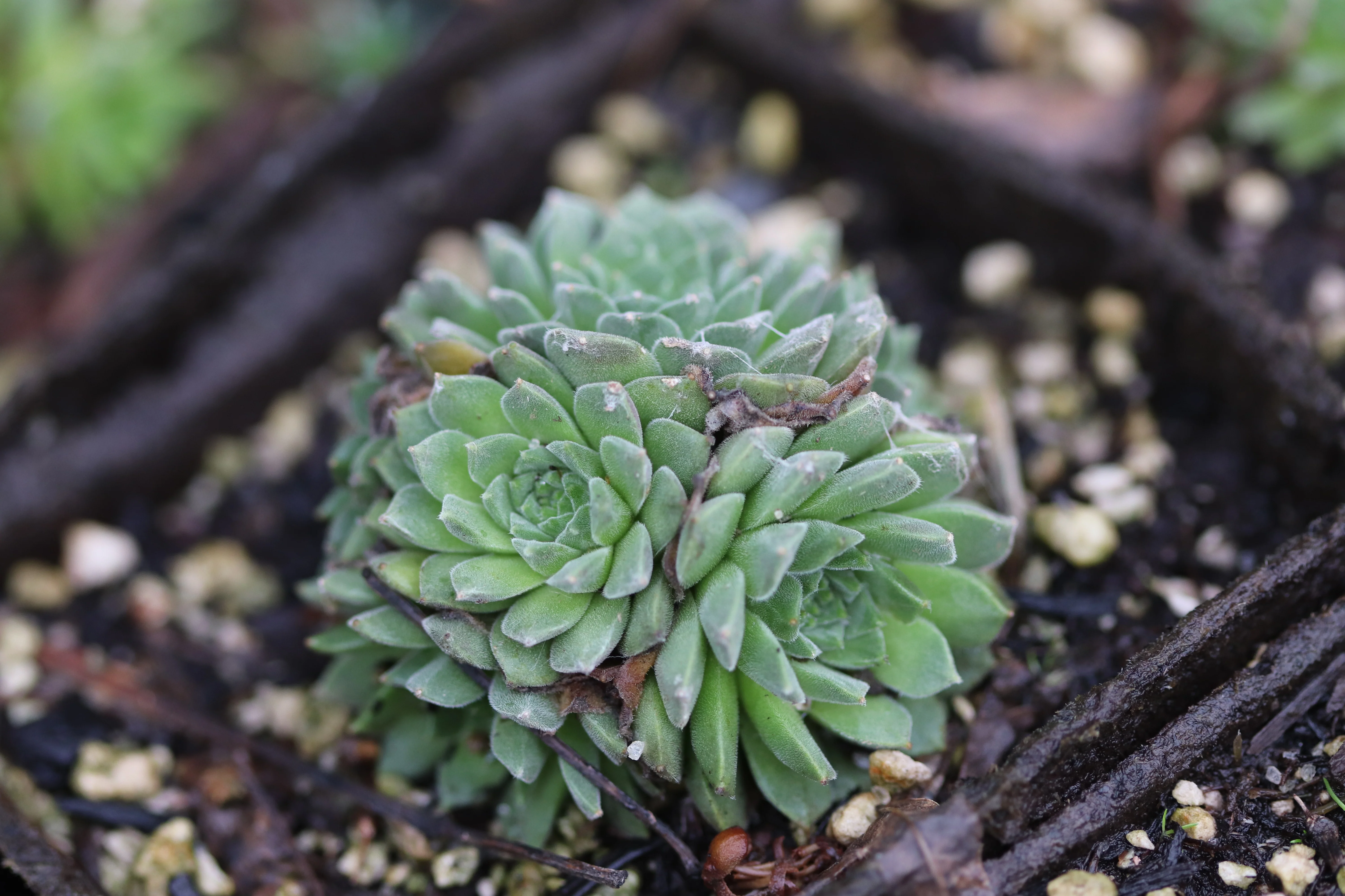 Sempervivum arachnoideum 'Bascour Silver' - Image 2