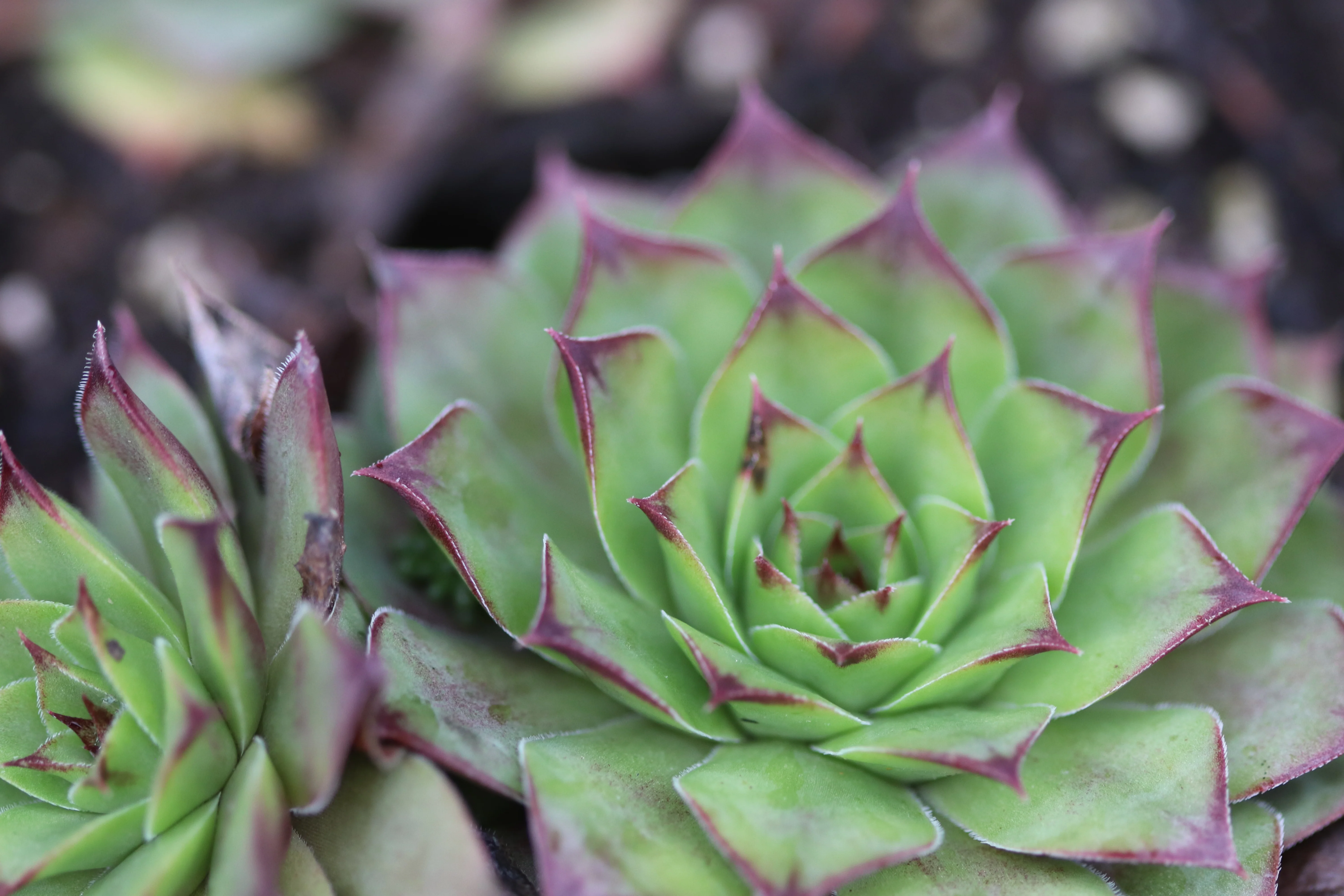 Sempervivum 'Burning Star' - Image 3
