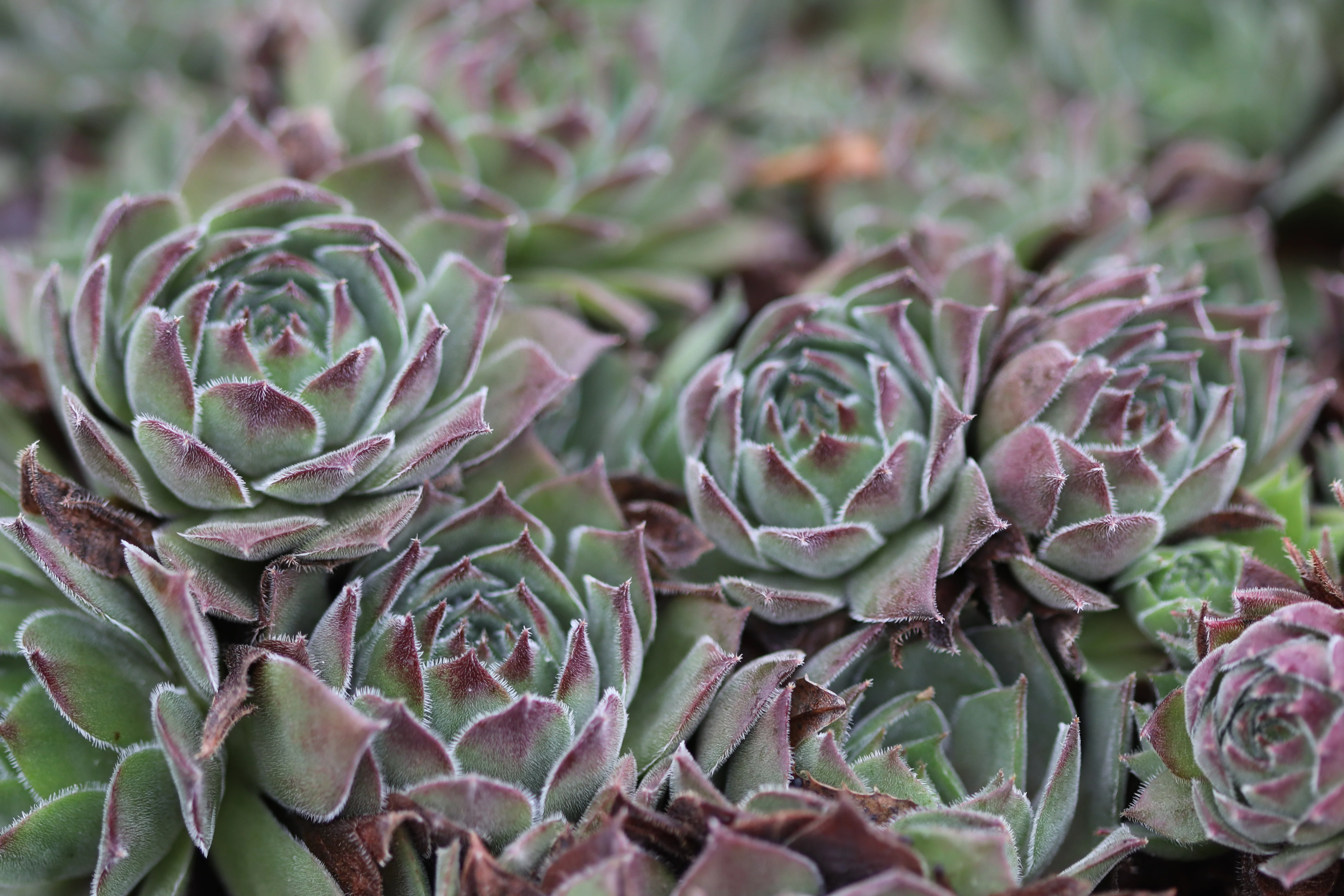 Sempervivum 'Grey Dawn' - Image 3