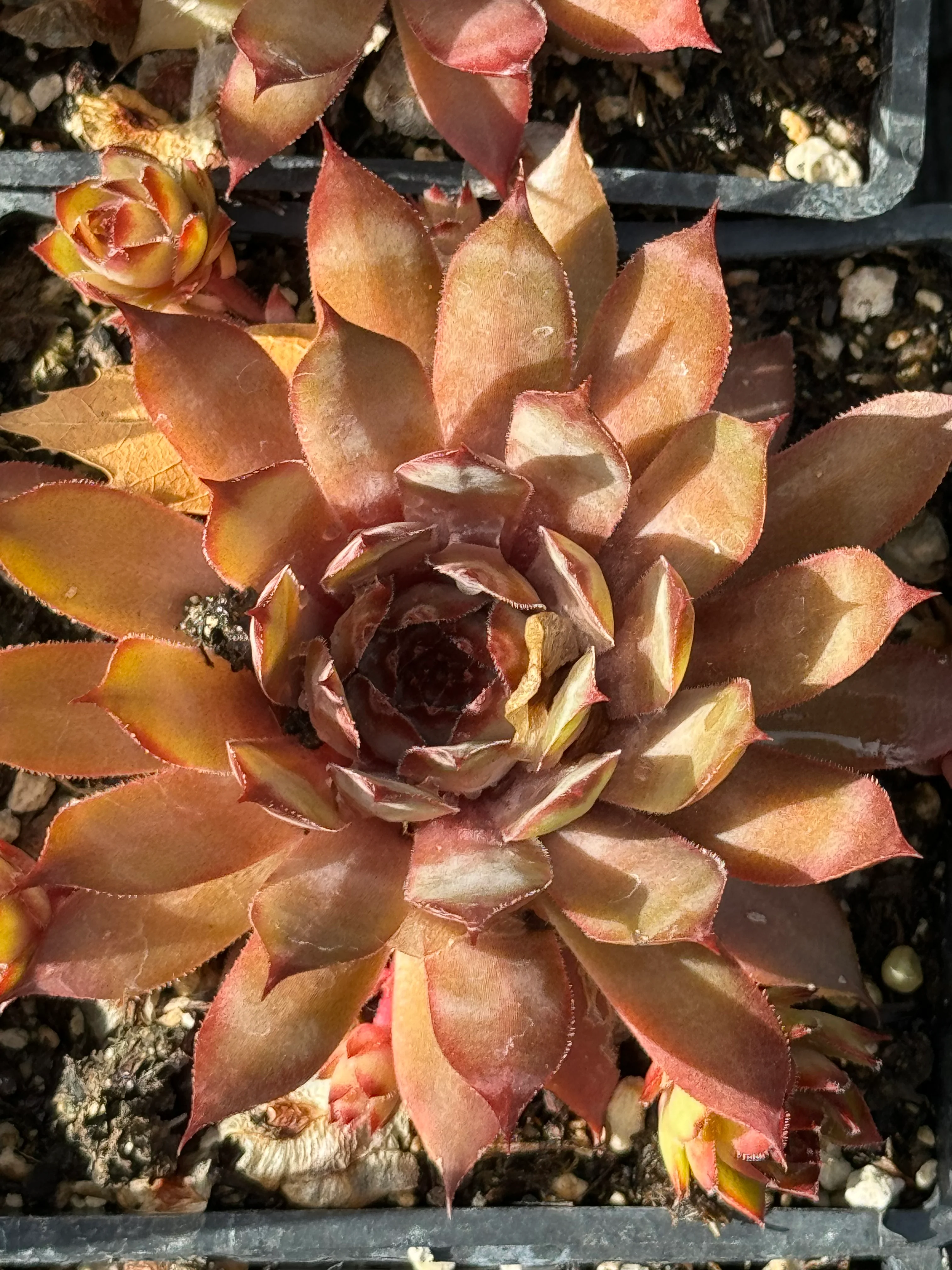 *RETAIL - Sempervivum 'Hybrid Globe' - Image 2