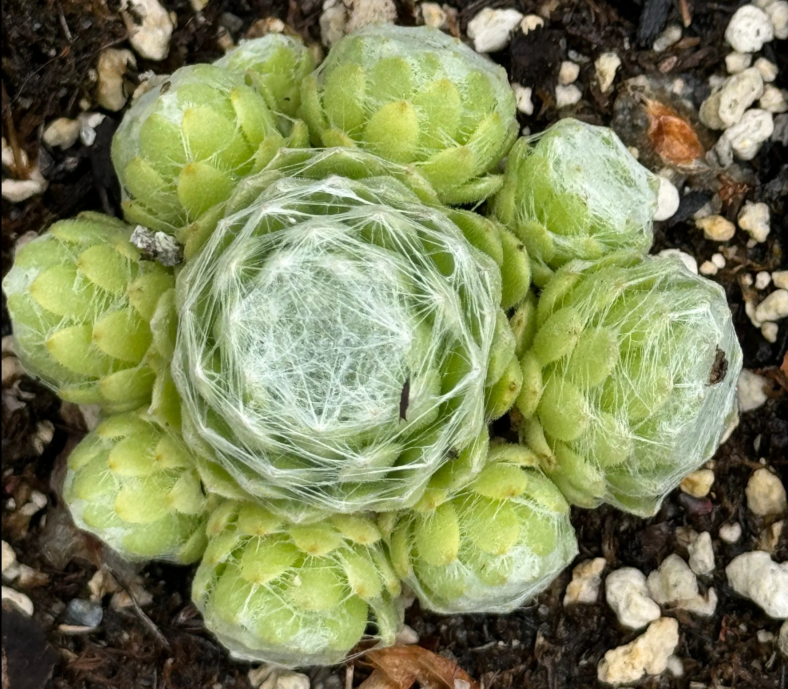 Sempervivum 'Jack Frost' - Image 2