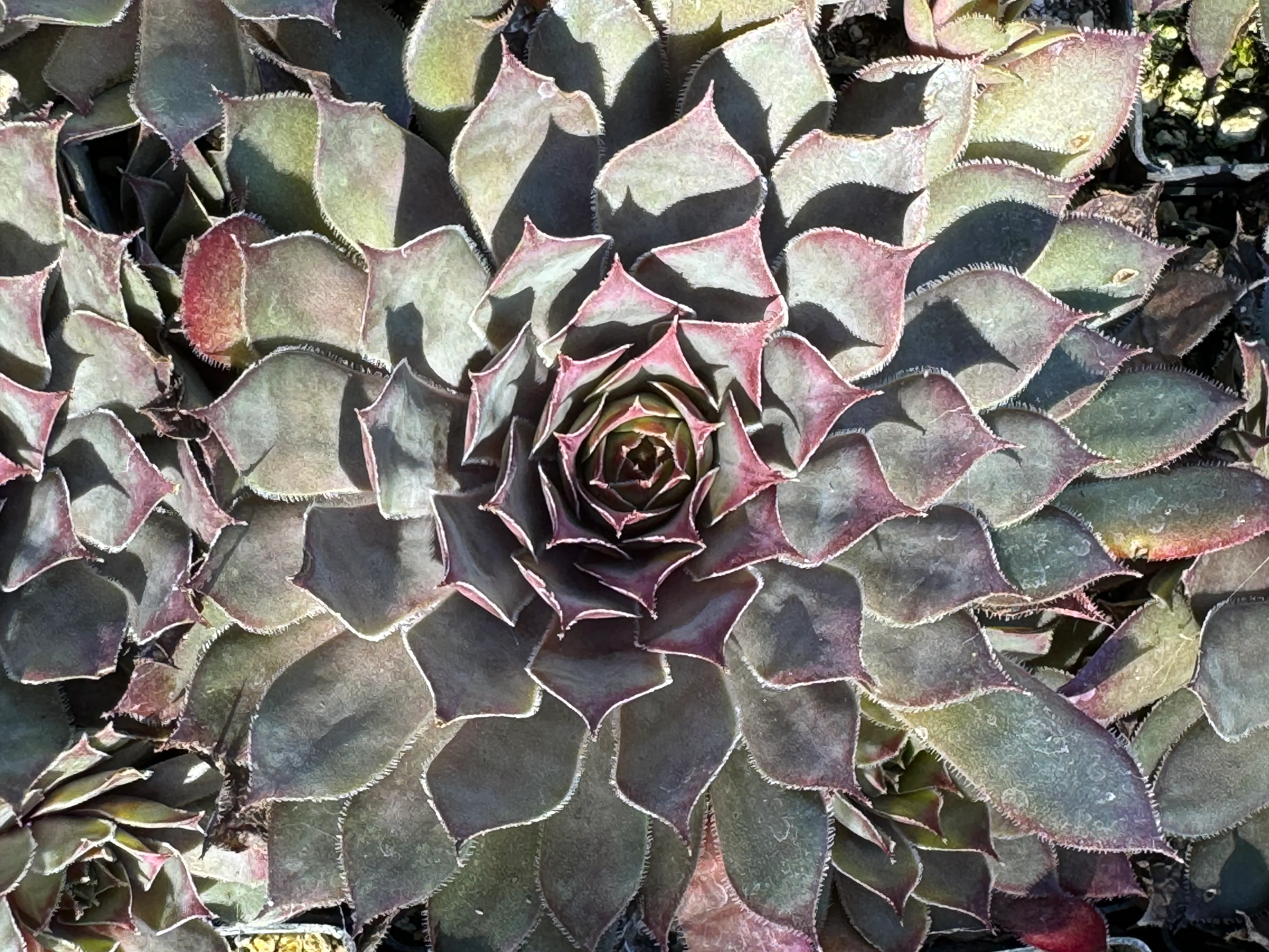 Sempervivum 'Jeramia'
