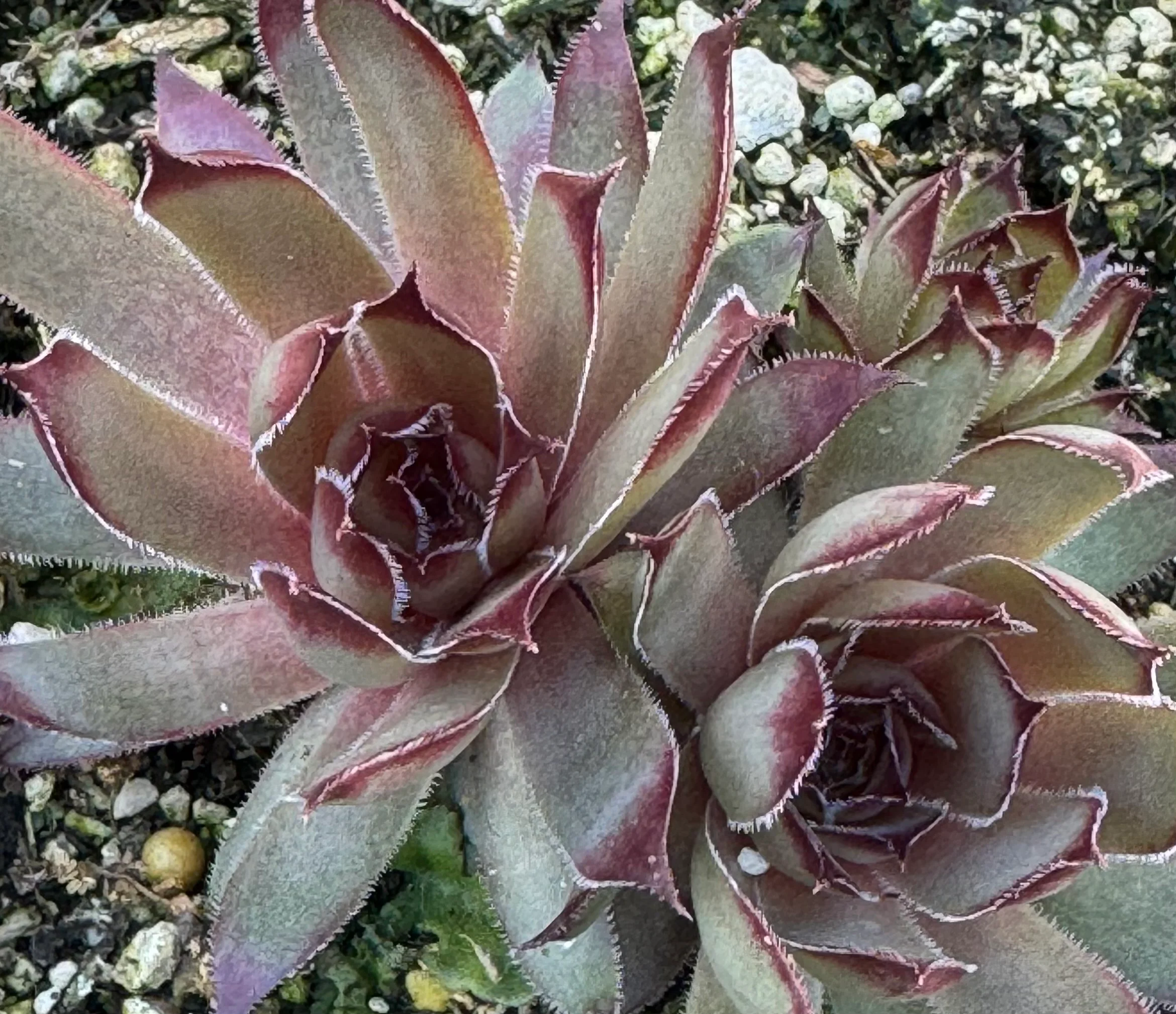 Sempervivum 'Jeramia' - Image 2
