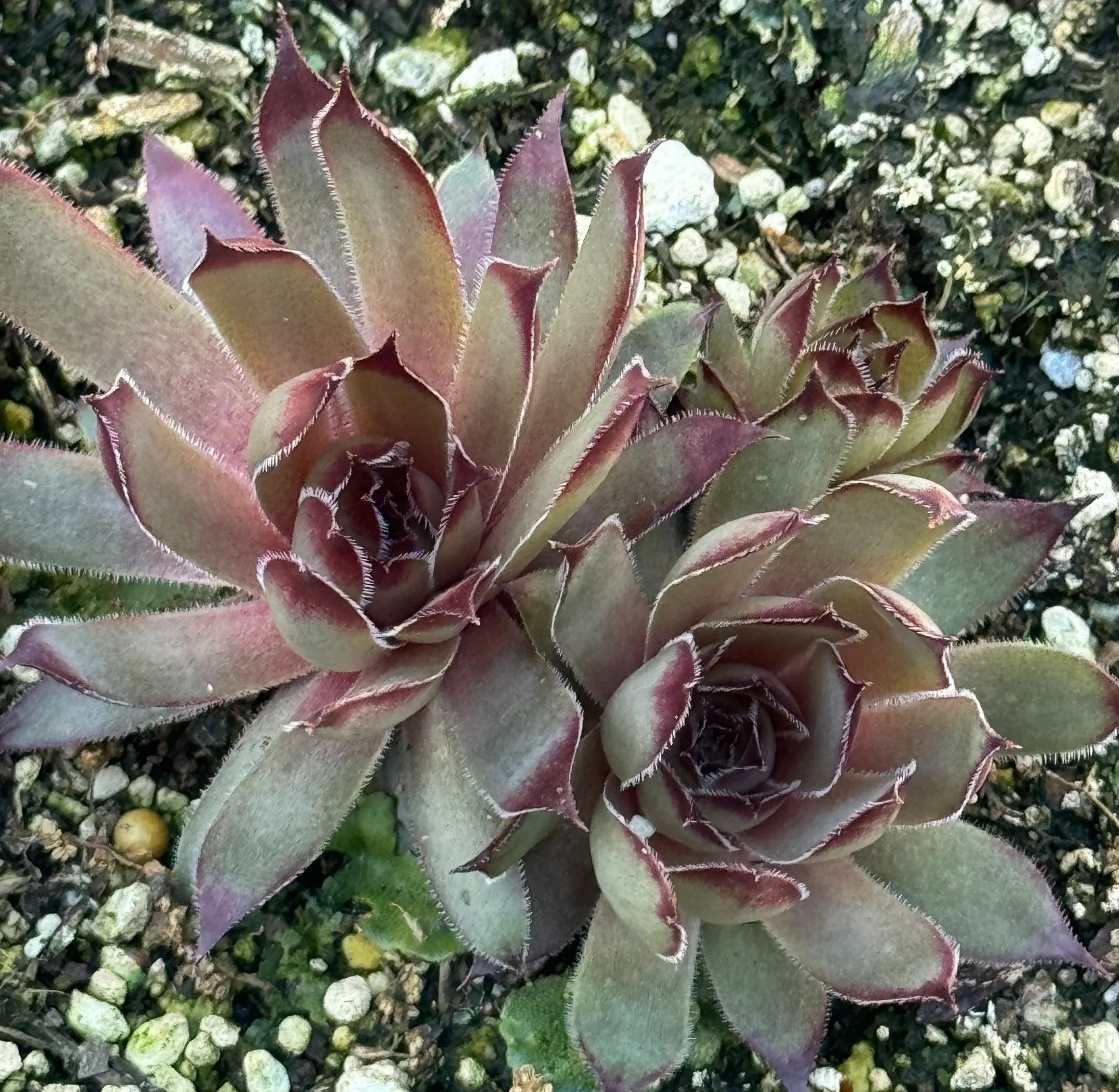 Sempervivum 'Jeramia' - Image 3