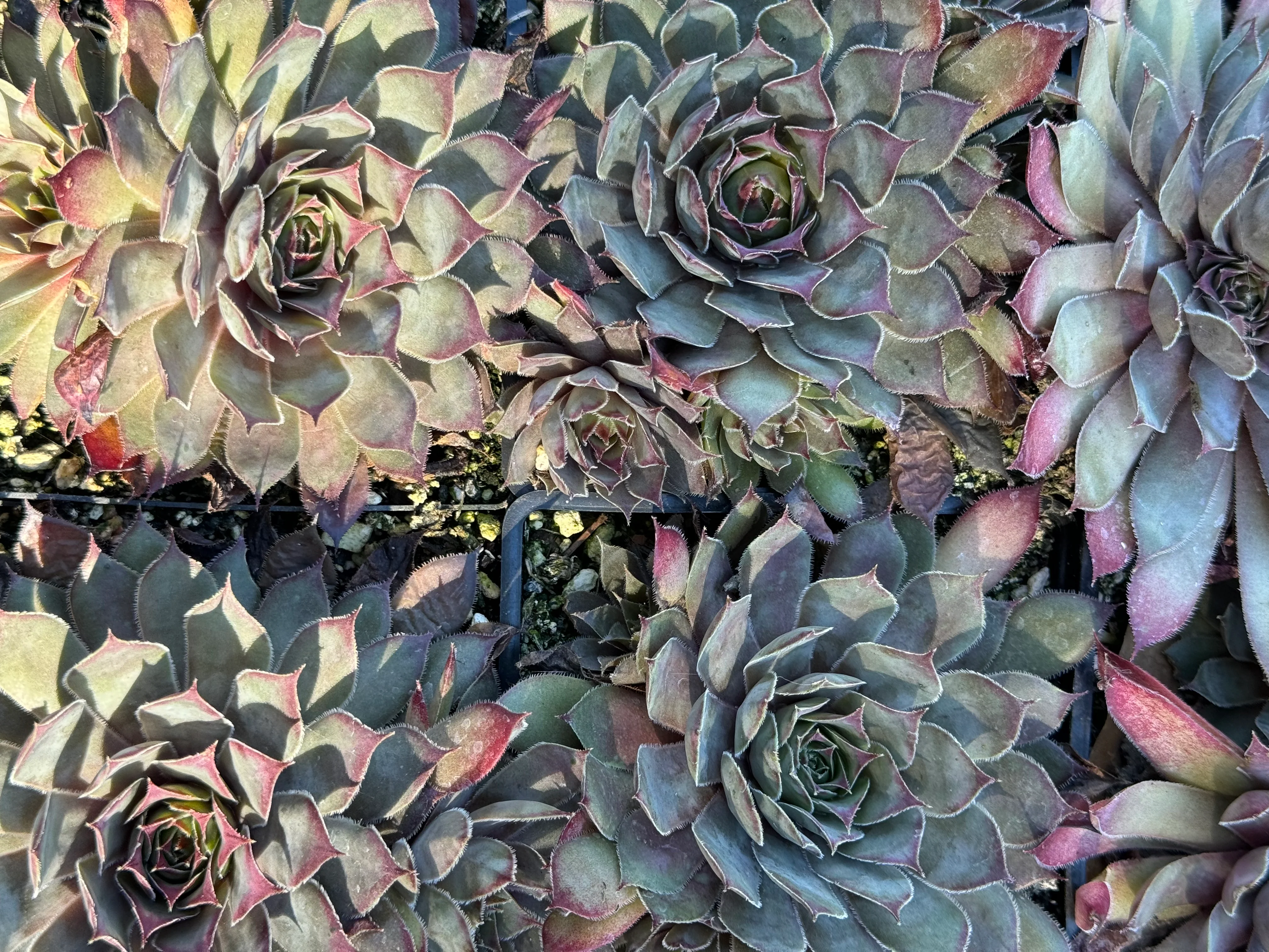 Sempervivum 'Jeramia' - Image 4
