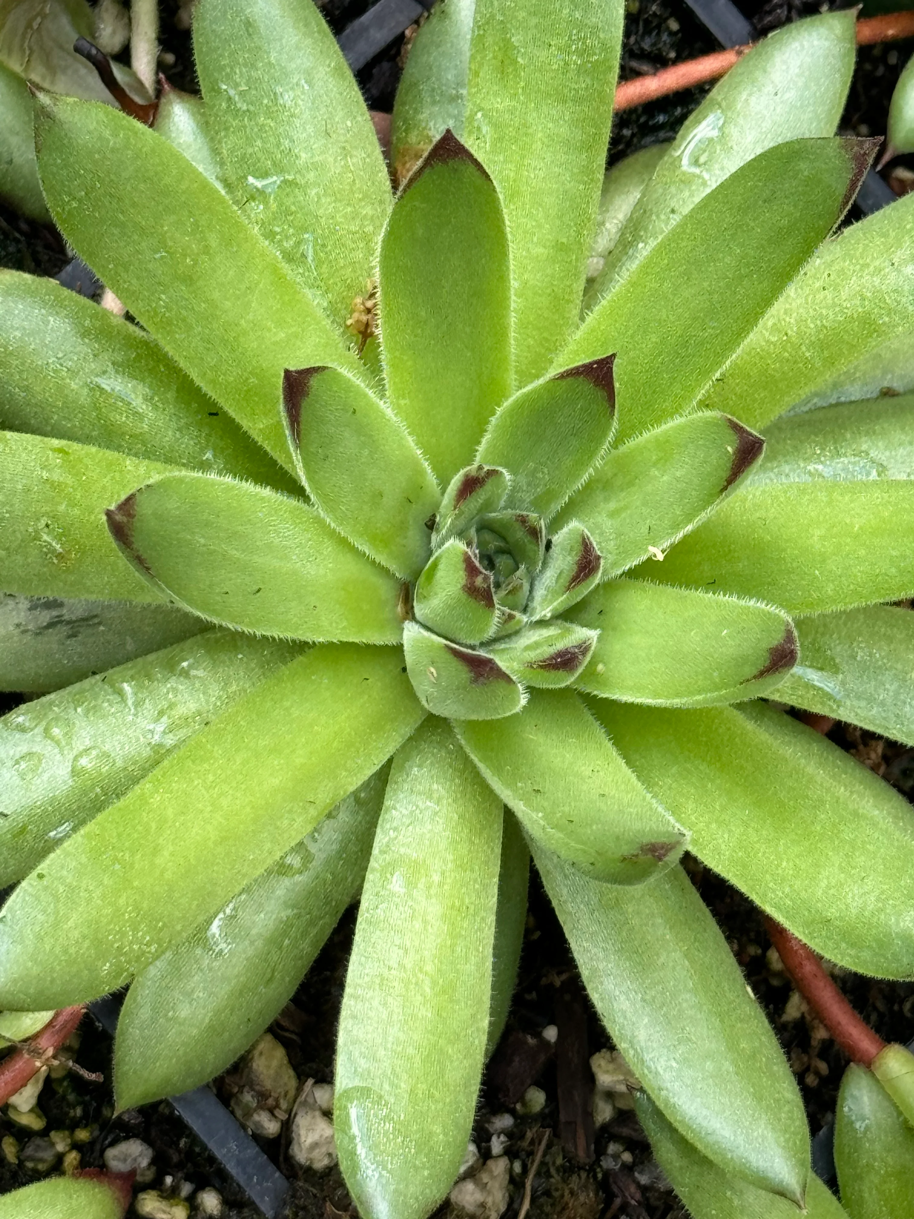 Sempervivum 'Karola' - Image 2
