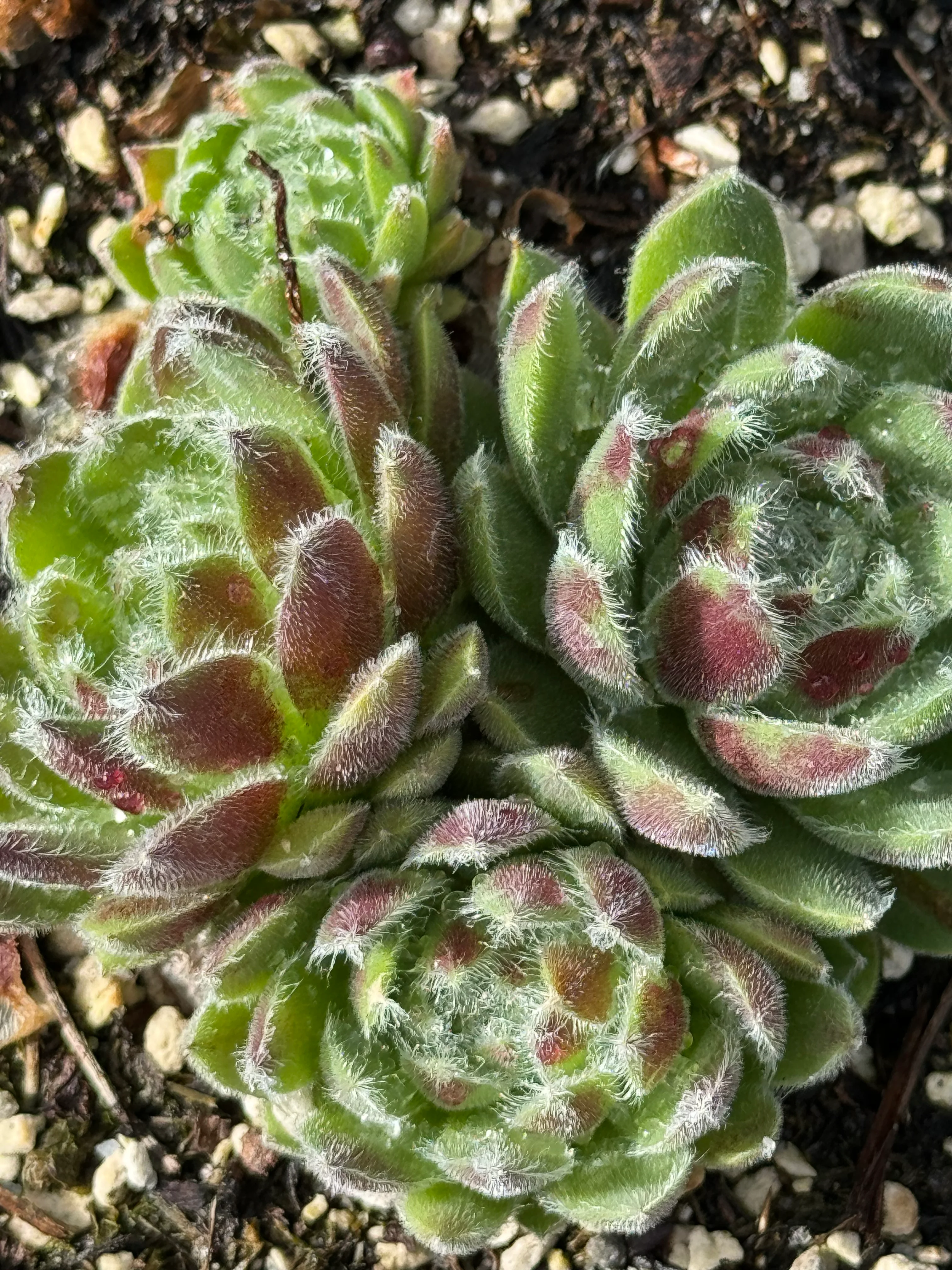 Sempervivum 'Miss Manica' - Image 2