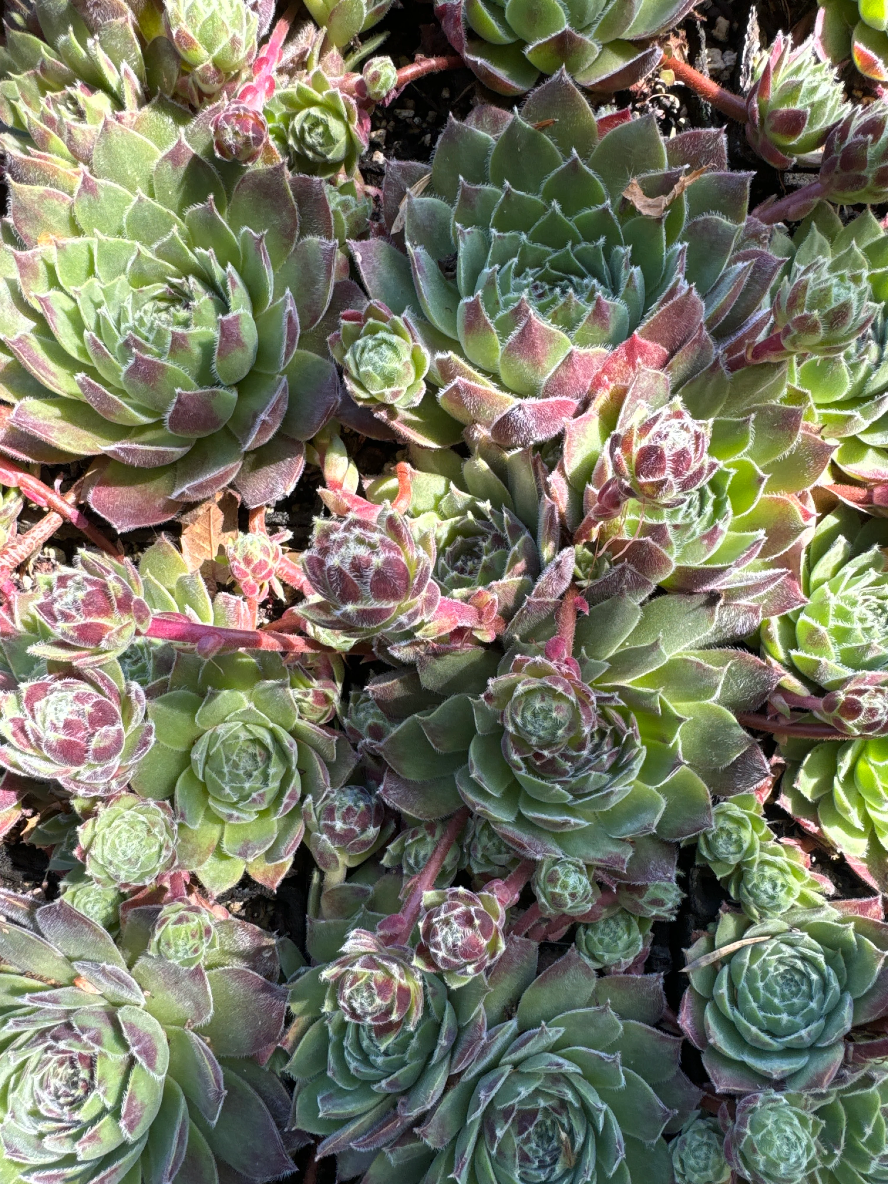 Sempervivum 'Montesico' - Image 2