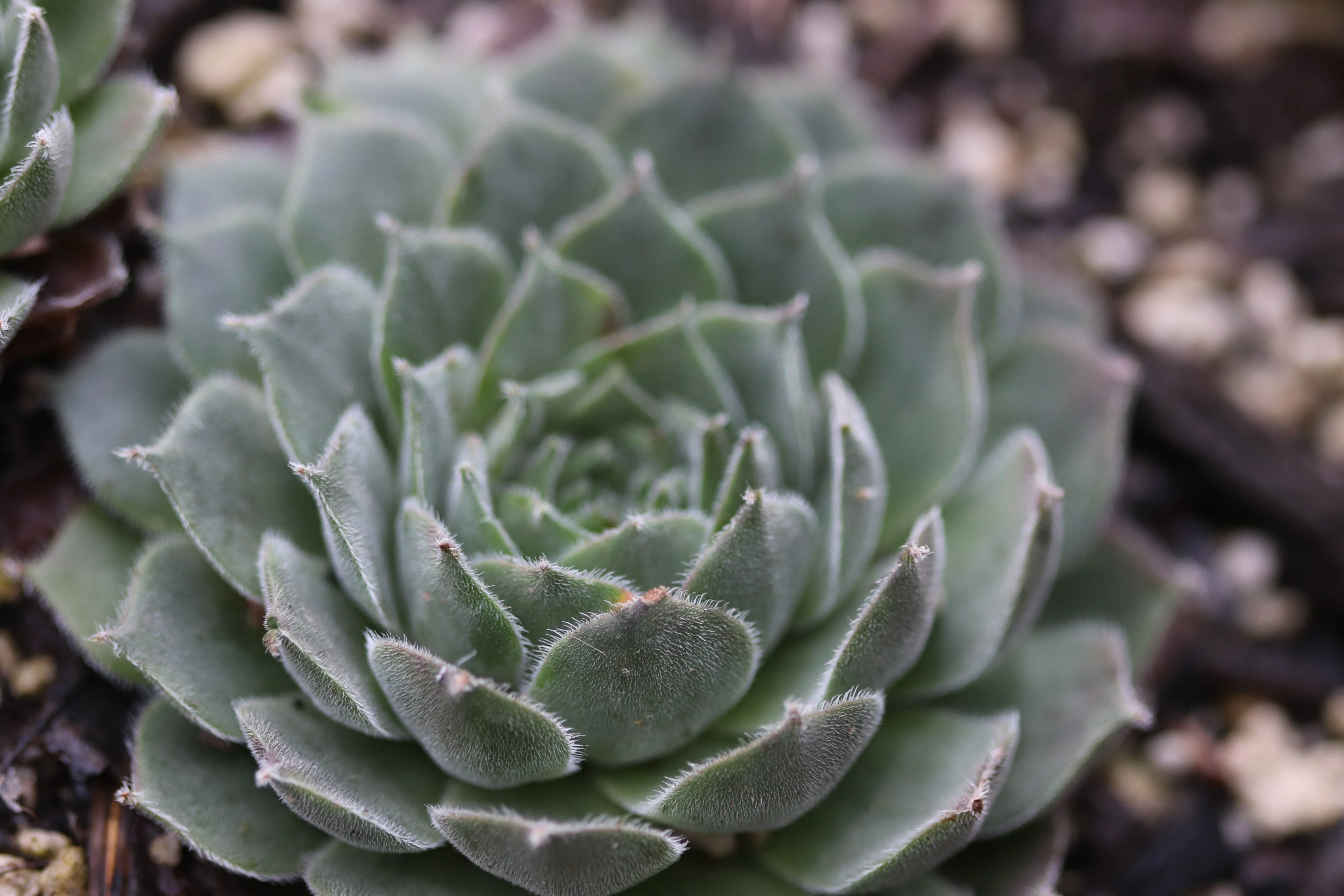 Sempervivum 'Montesico' - Image 3