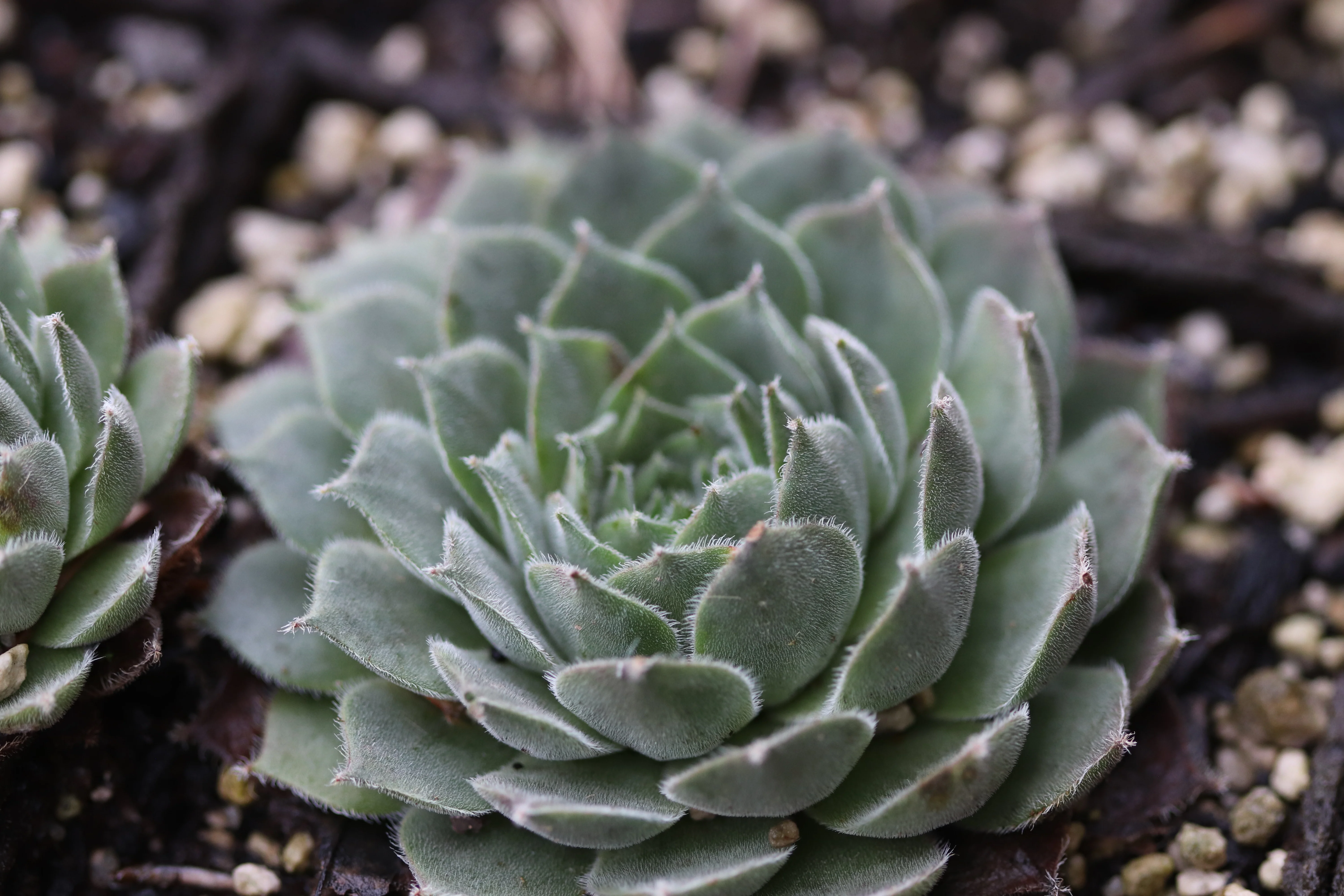 Sempervivum 'Montesico' - Image 4
