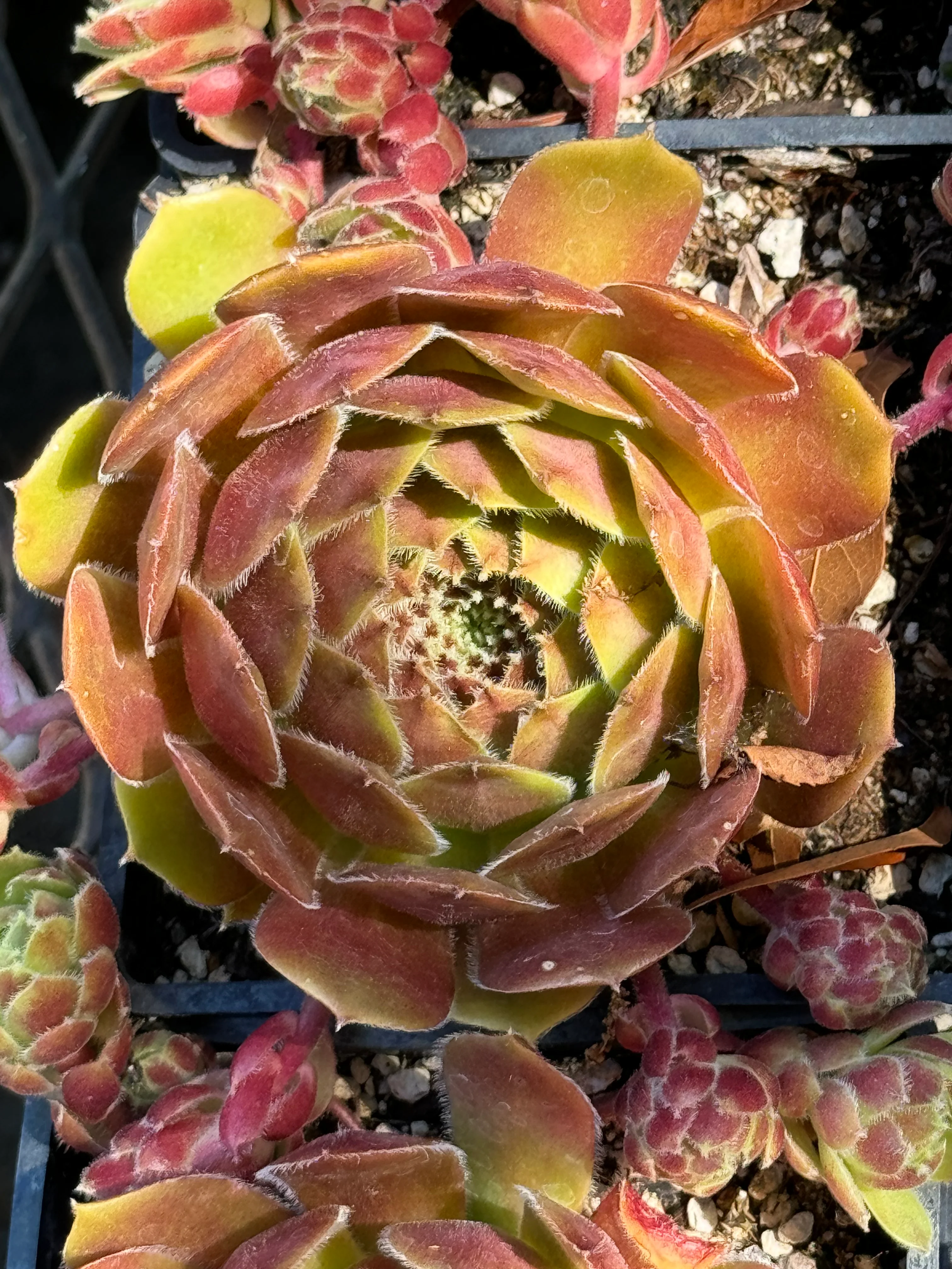 *RETAIL - Sempervivum 'More Honey' - Image 2