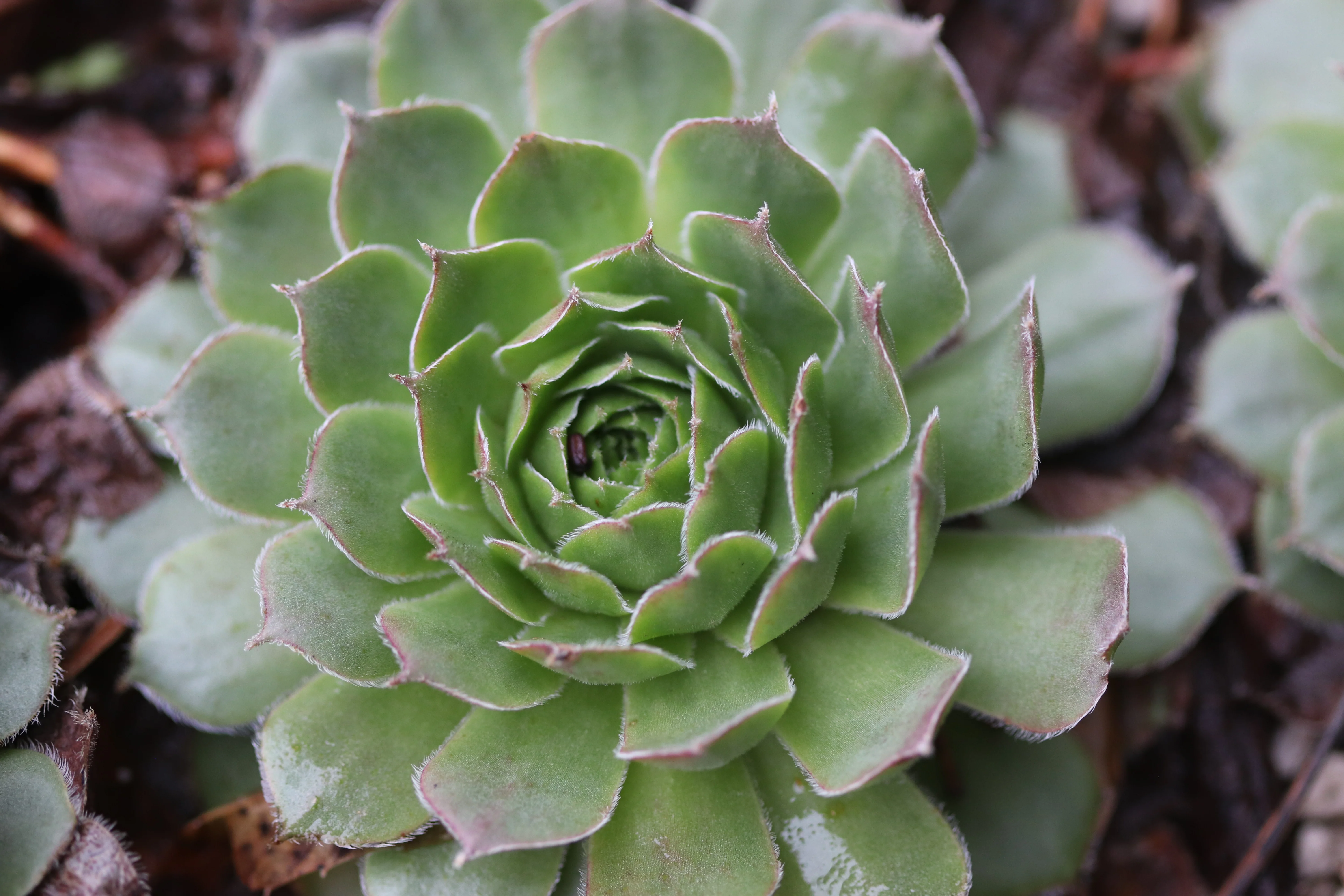 Sempervivum 'More Honey' - Image 3