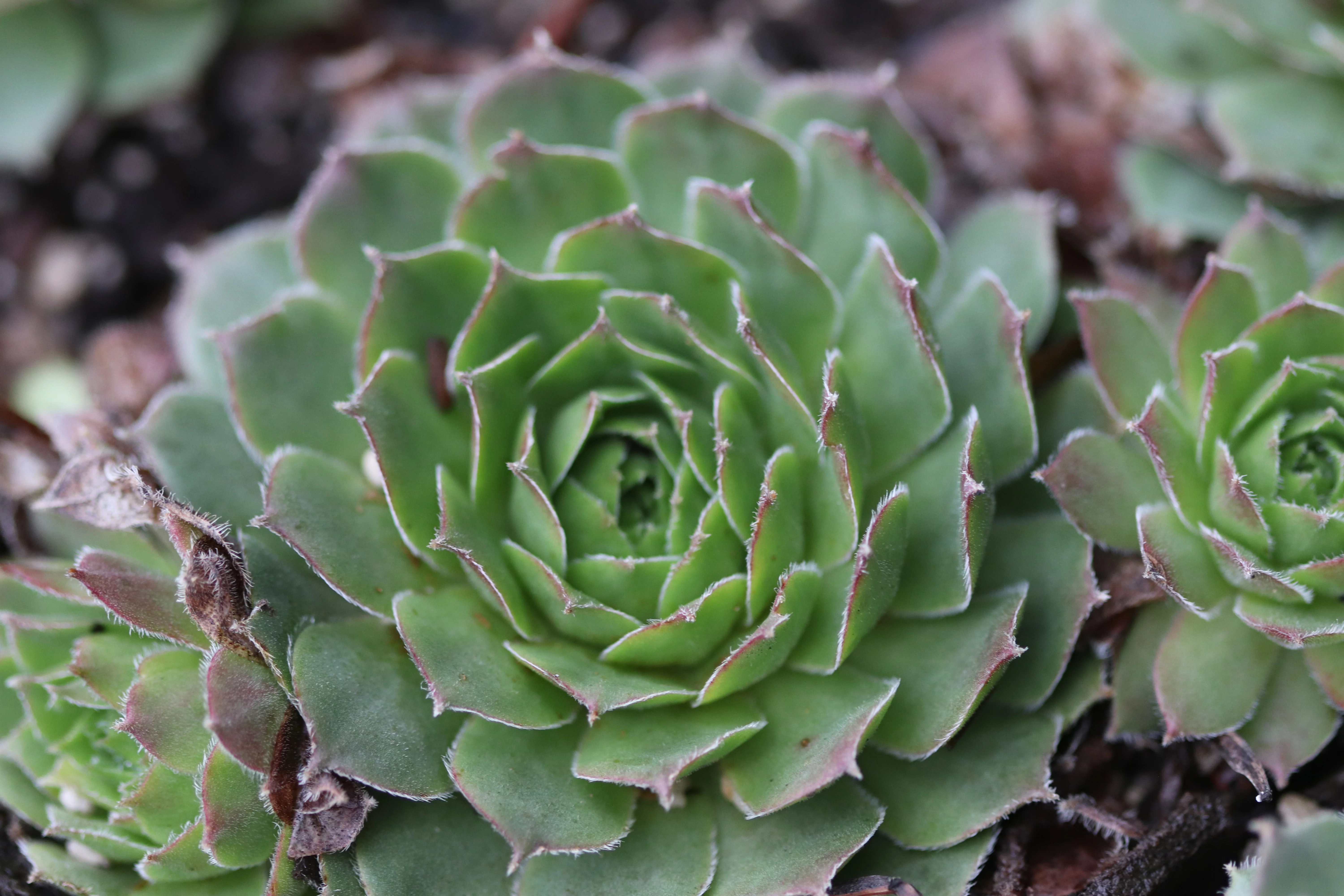 Sempervivum 'More Honey' - Image 4
