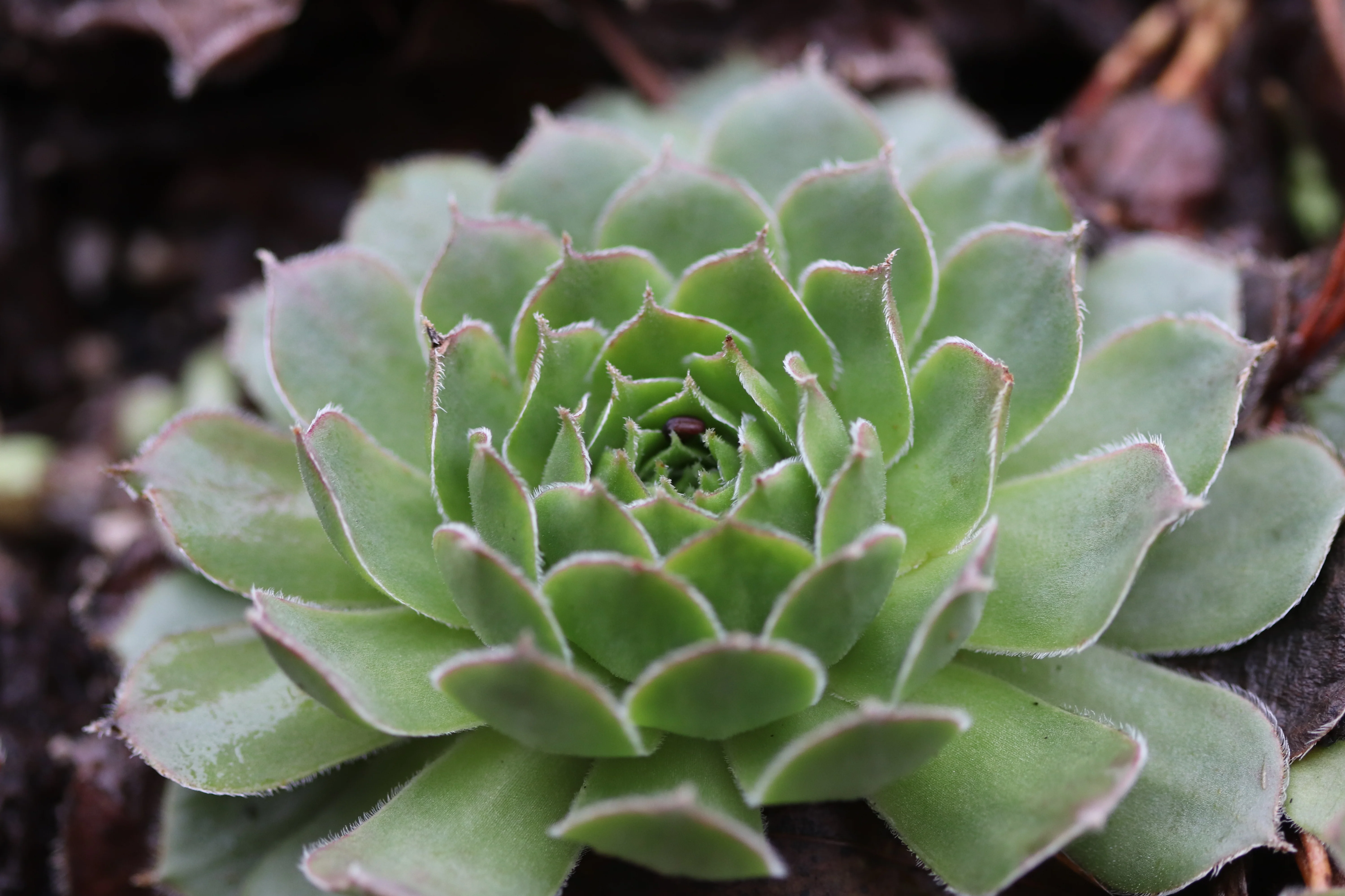 Sempervivum 'More Honey' - Image 5