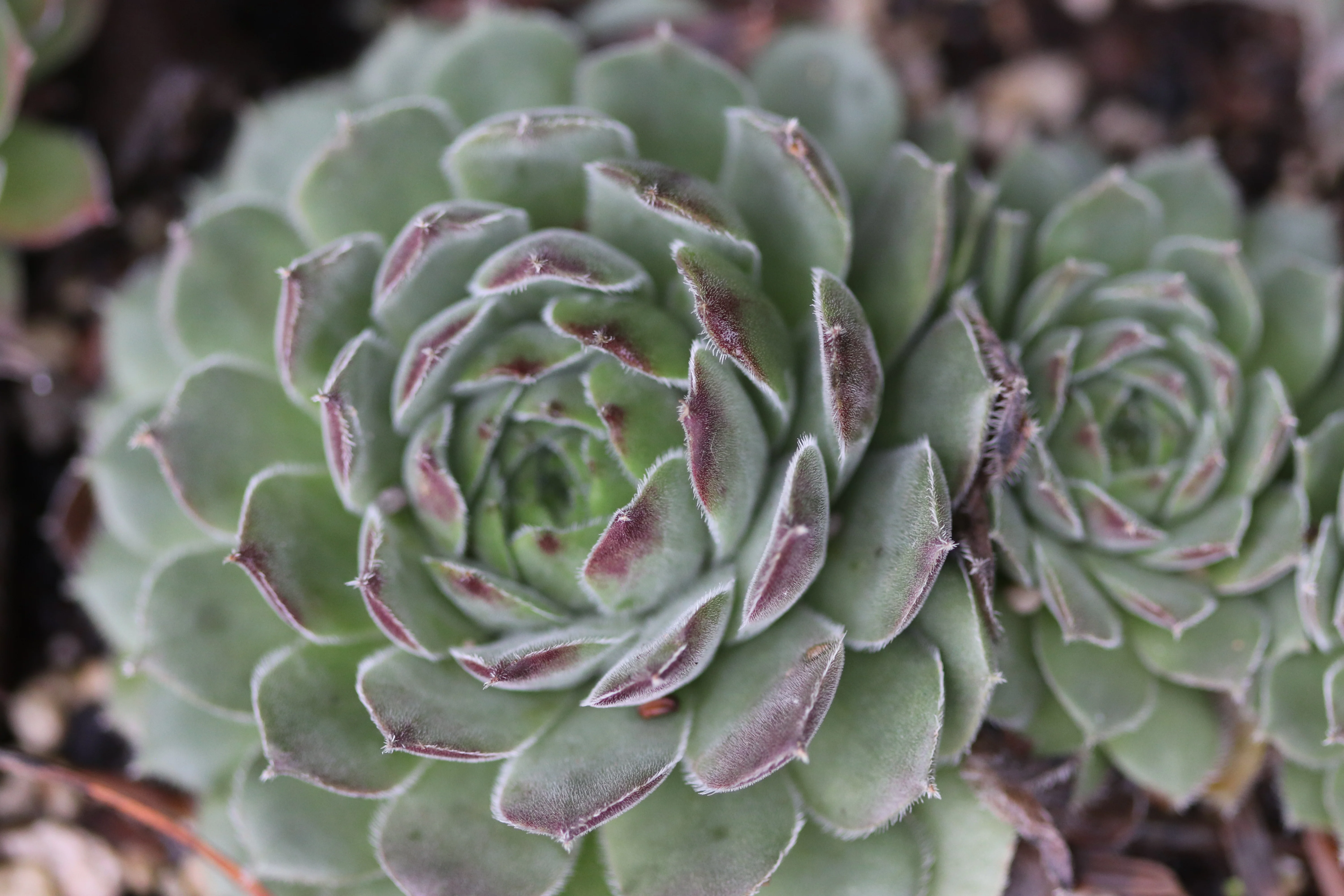 Sempervivum 'Niphetos' - Image 2