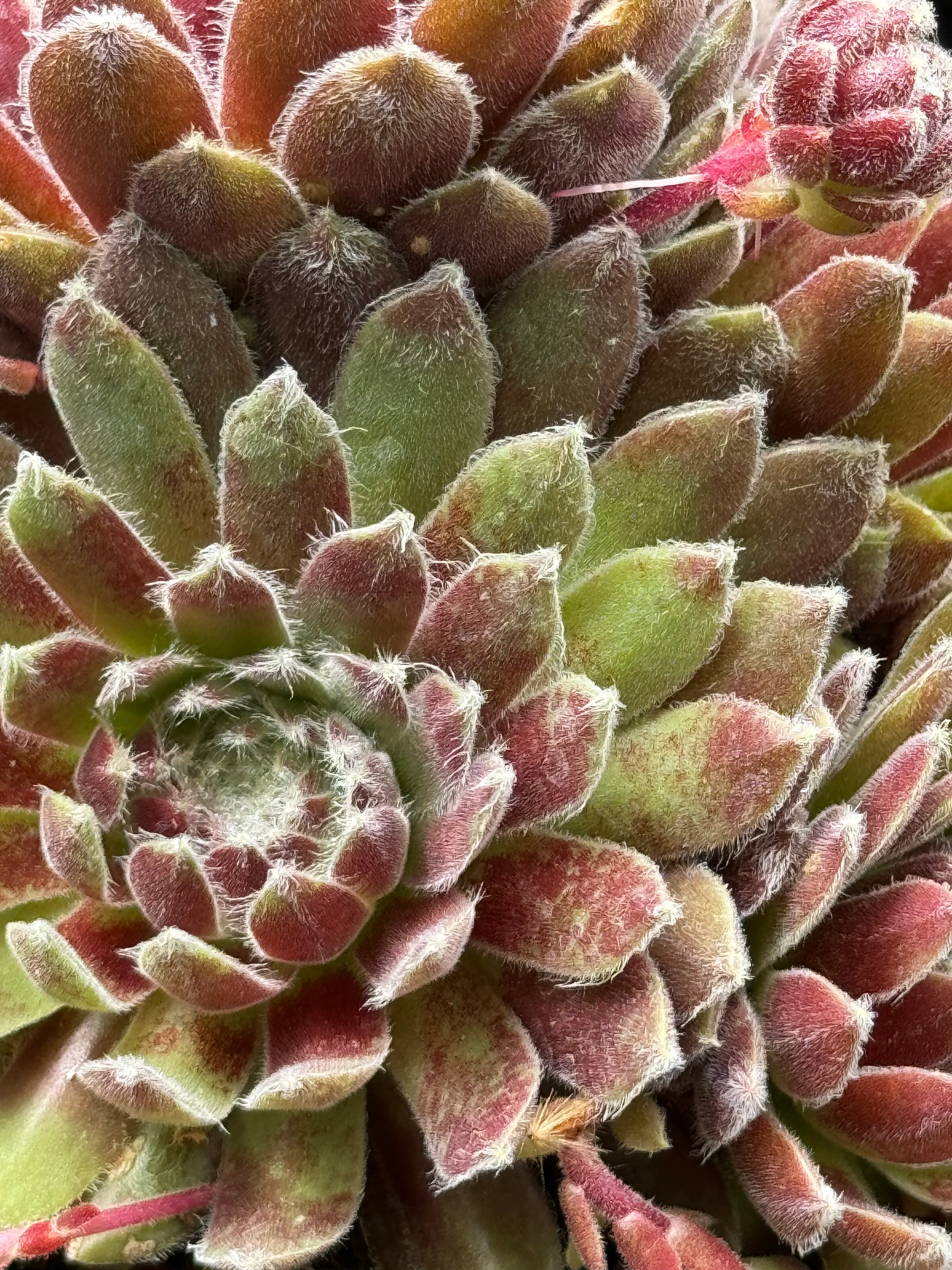 Sempervivum 'Pacific Grace' - Image 2