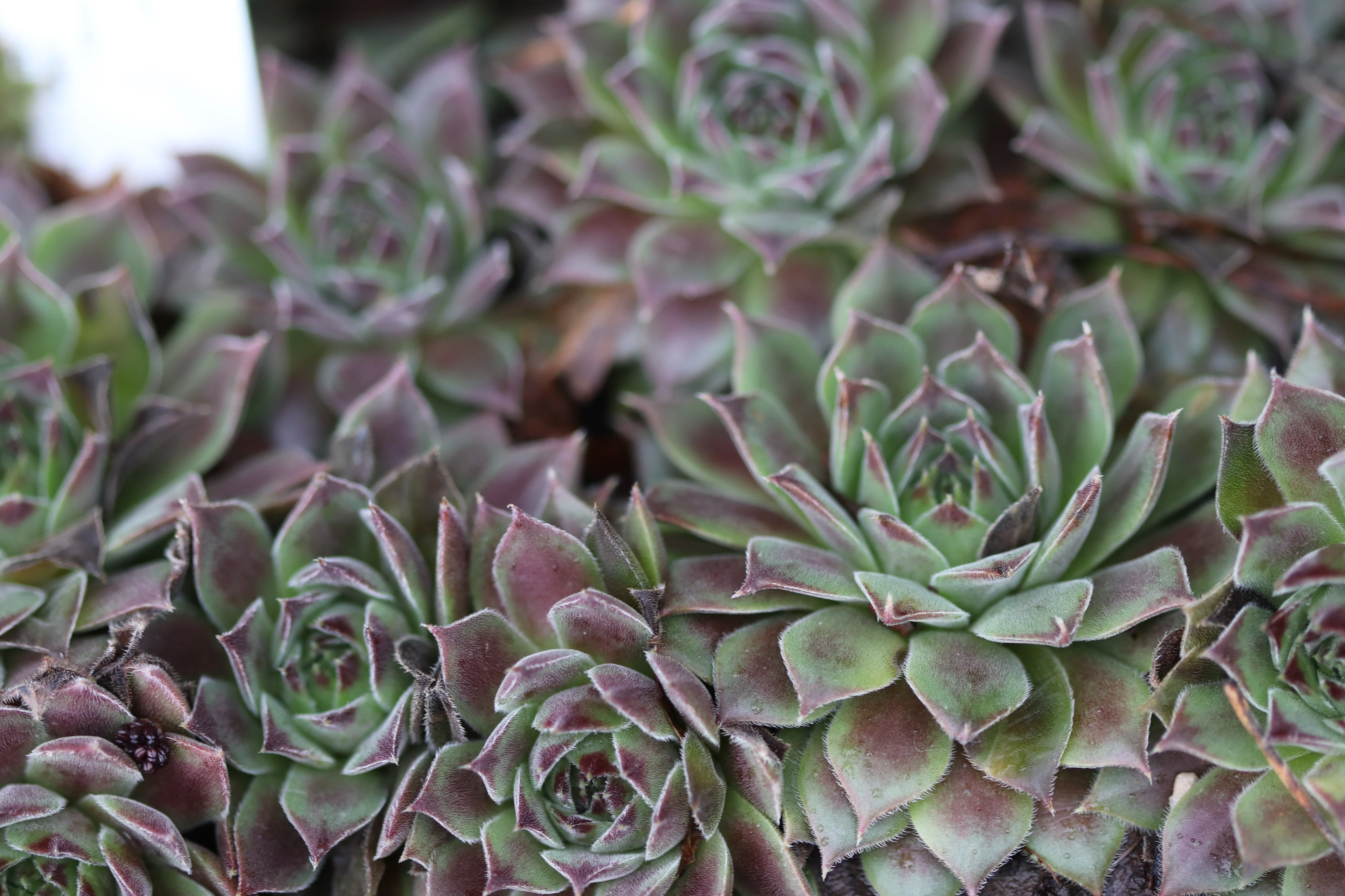 Sempervivum 'Pacific Joyce' - Image 2