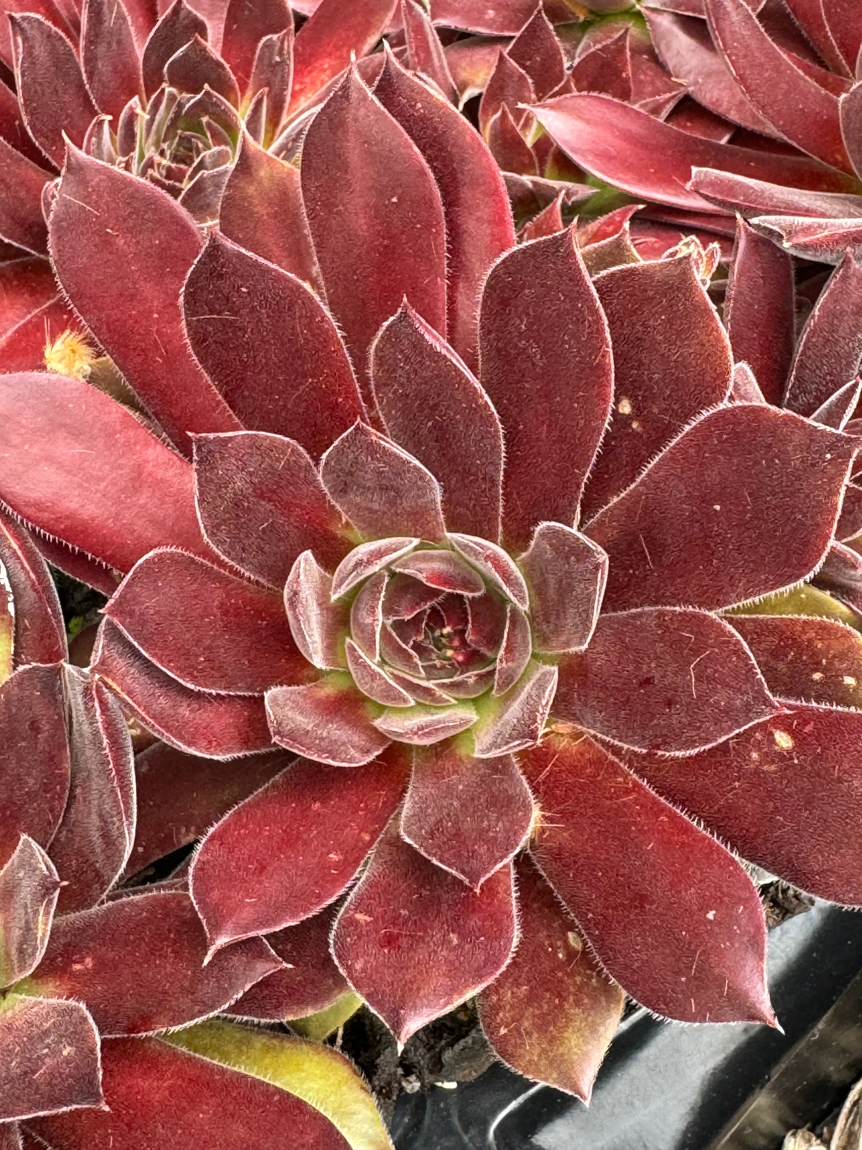 Sempervivum 'Pacific Joyce' - Image 4