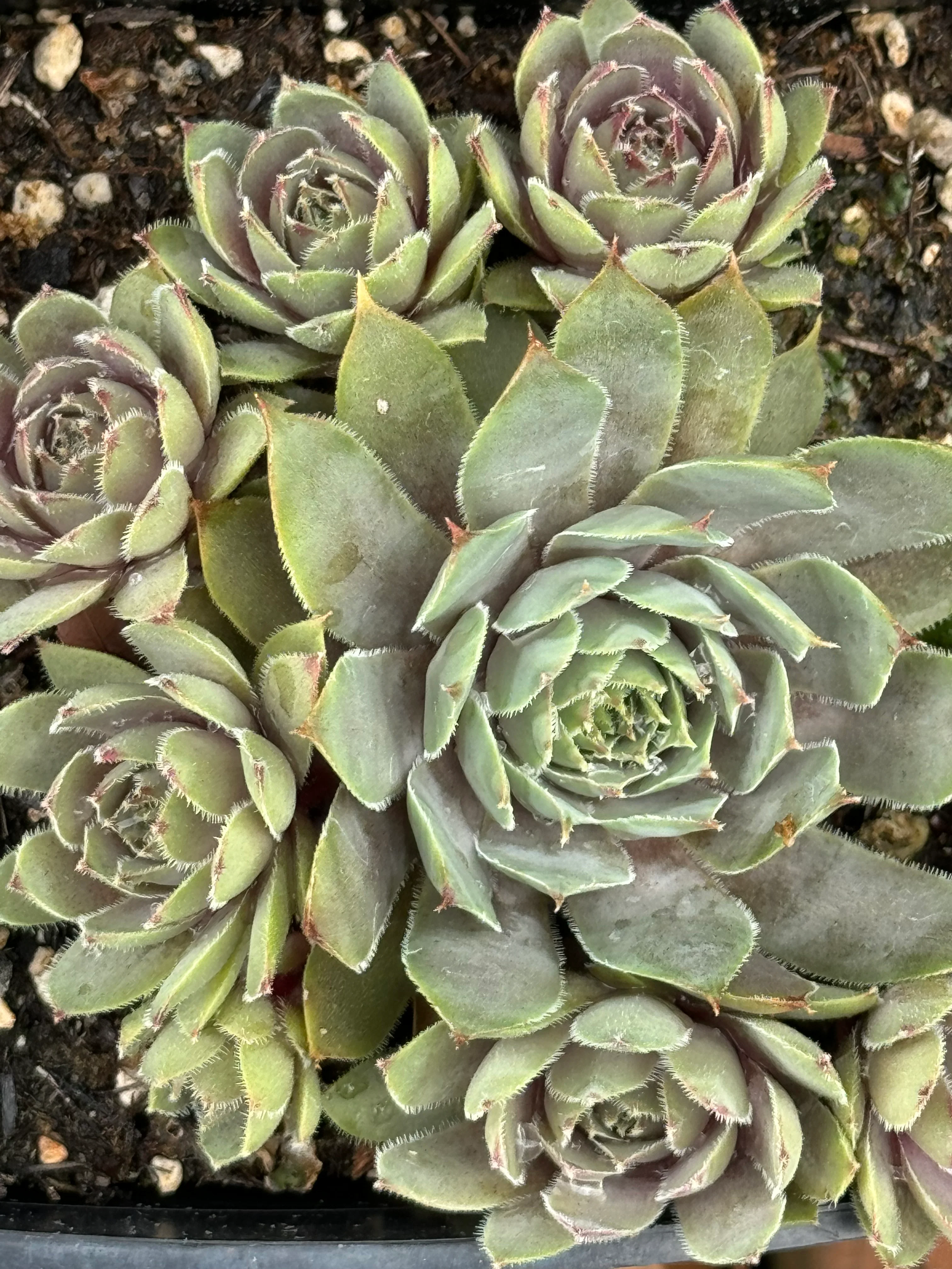 Sempervivum 'Pacific Lilac' - Image 2