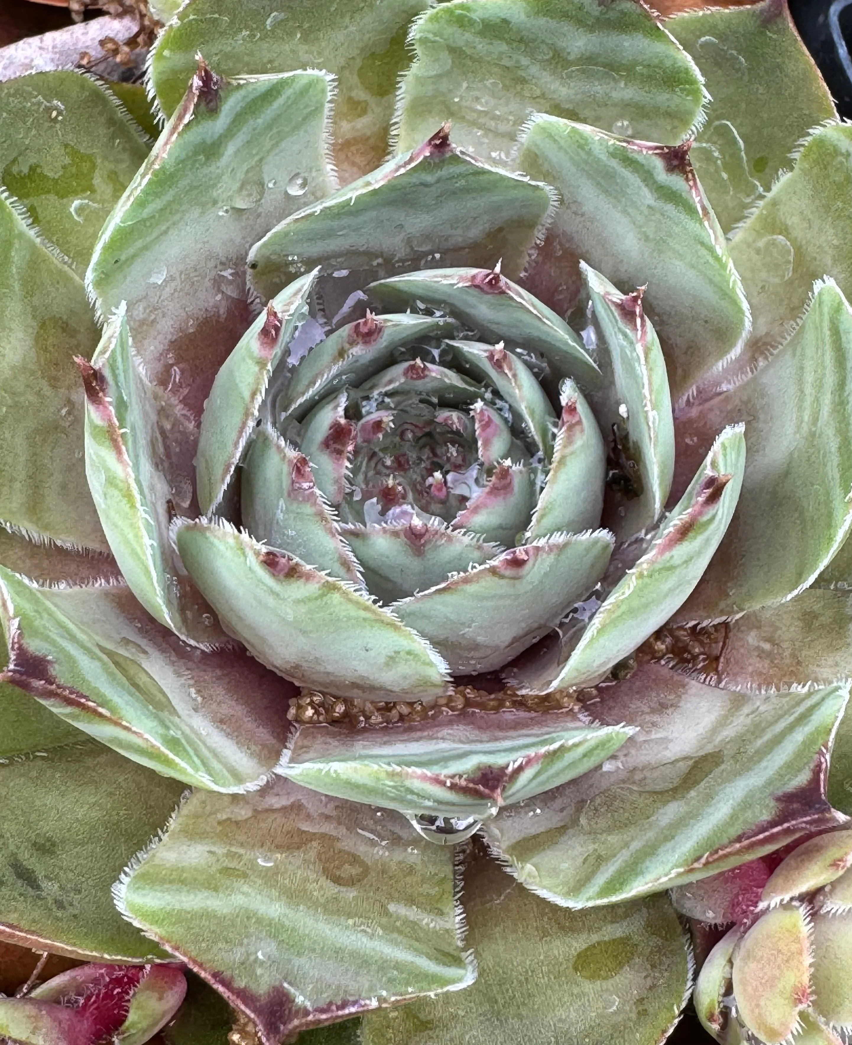 Sempervivum 'Pacific Lilac' - Image 3