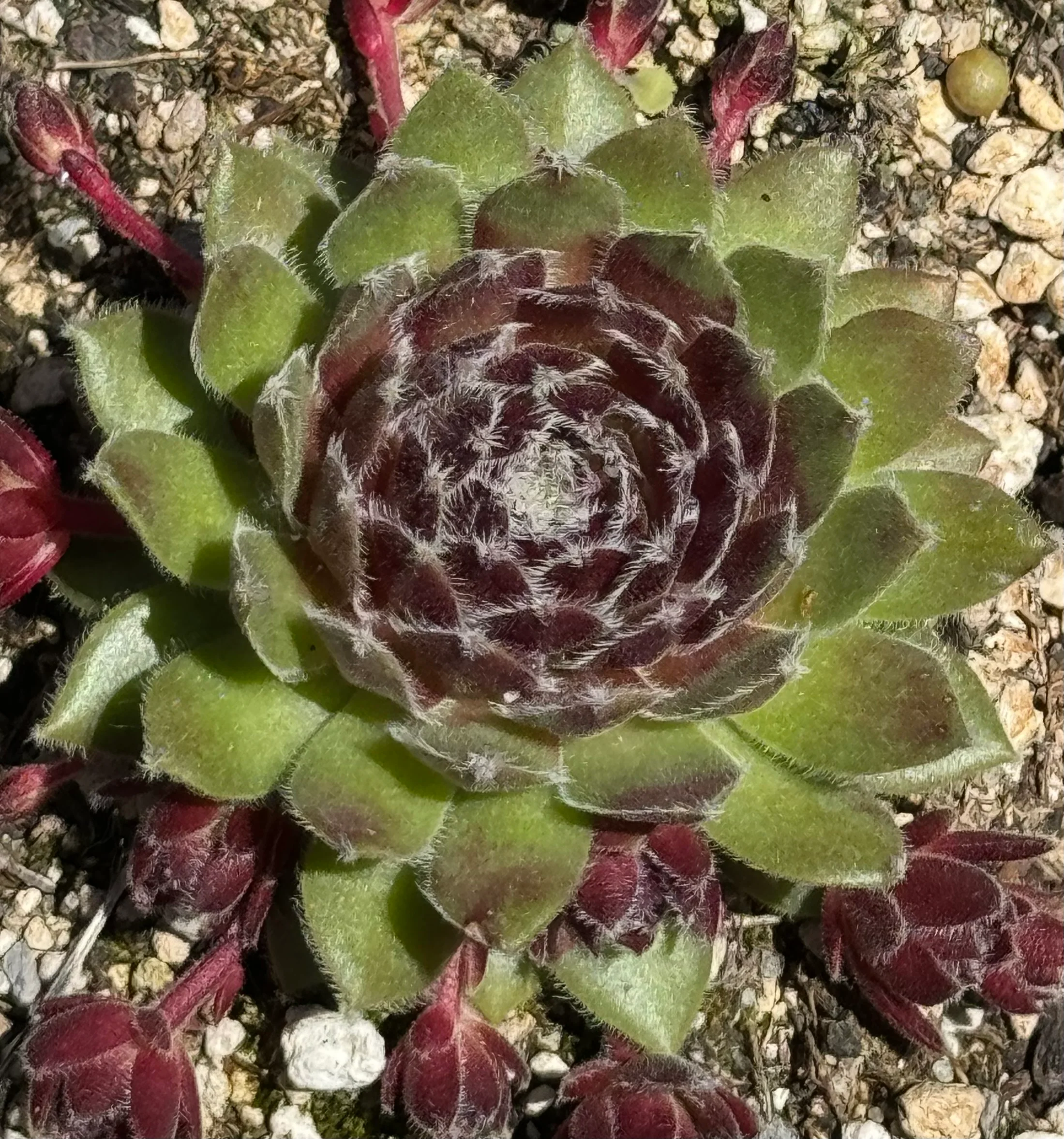Sempervivum 'Pacific Red Tide' - Image 2