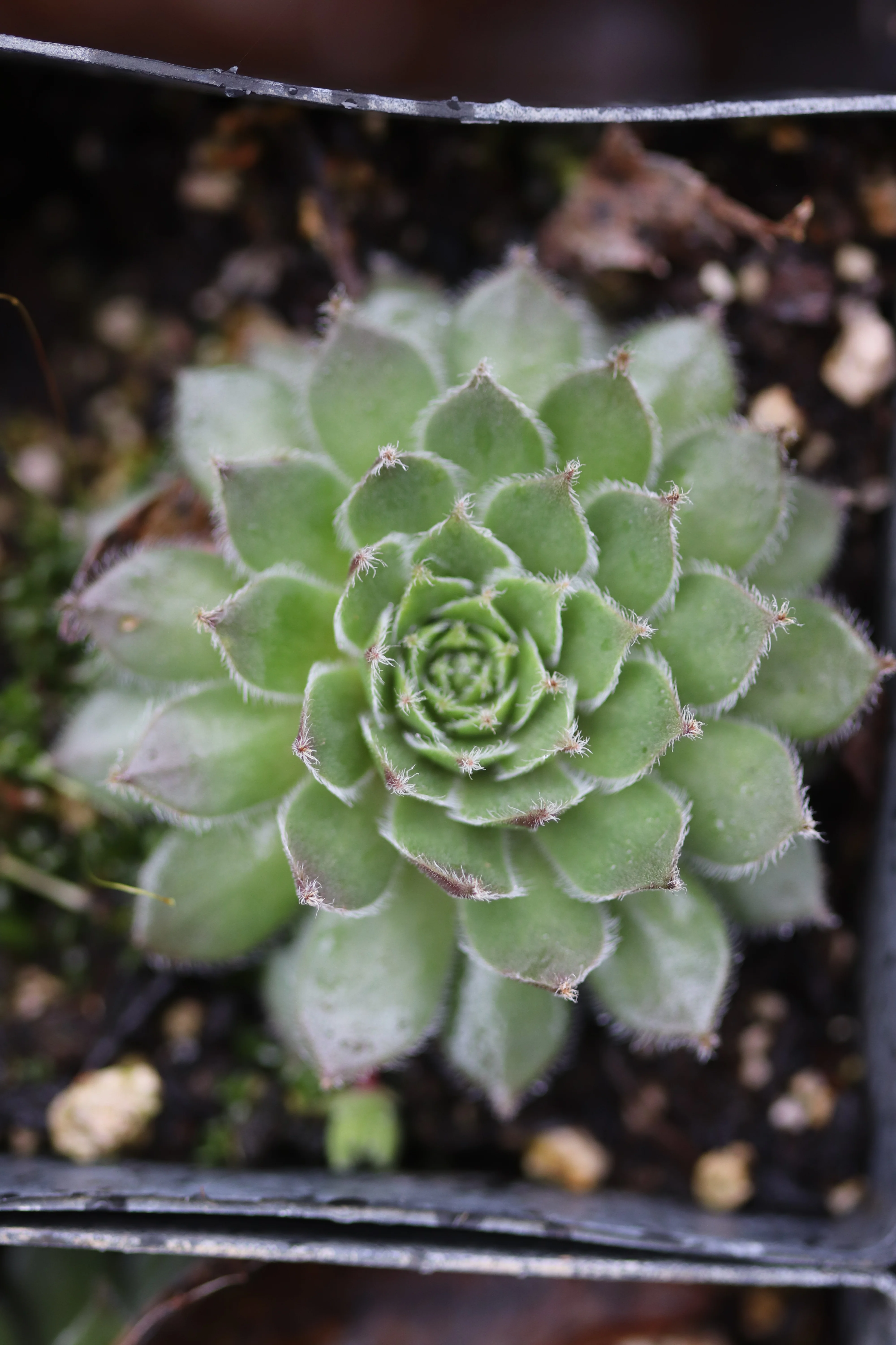 Sempervivum 'Pacific Sparkler' - Image 2